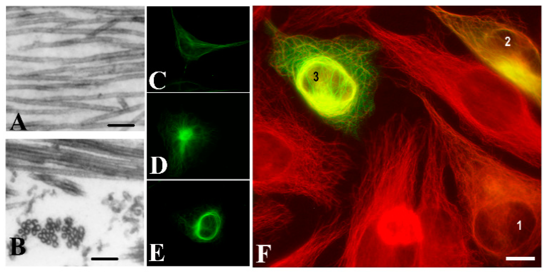 Cells 09 00357 g001 Cells 09 00357 g001