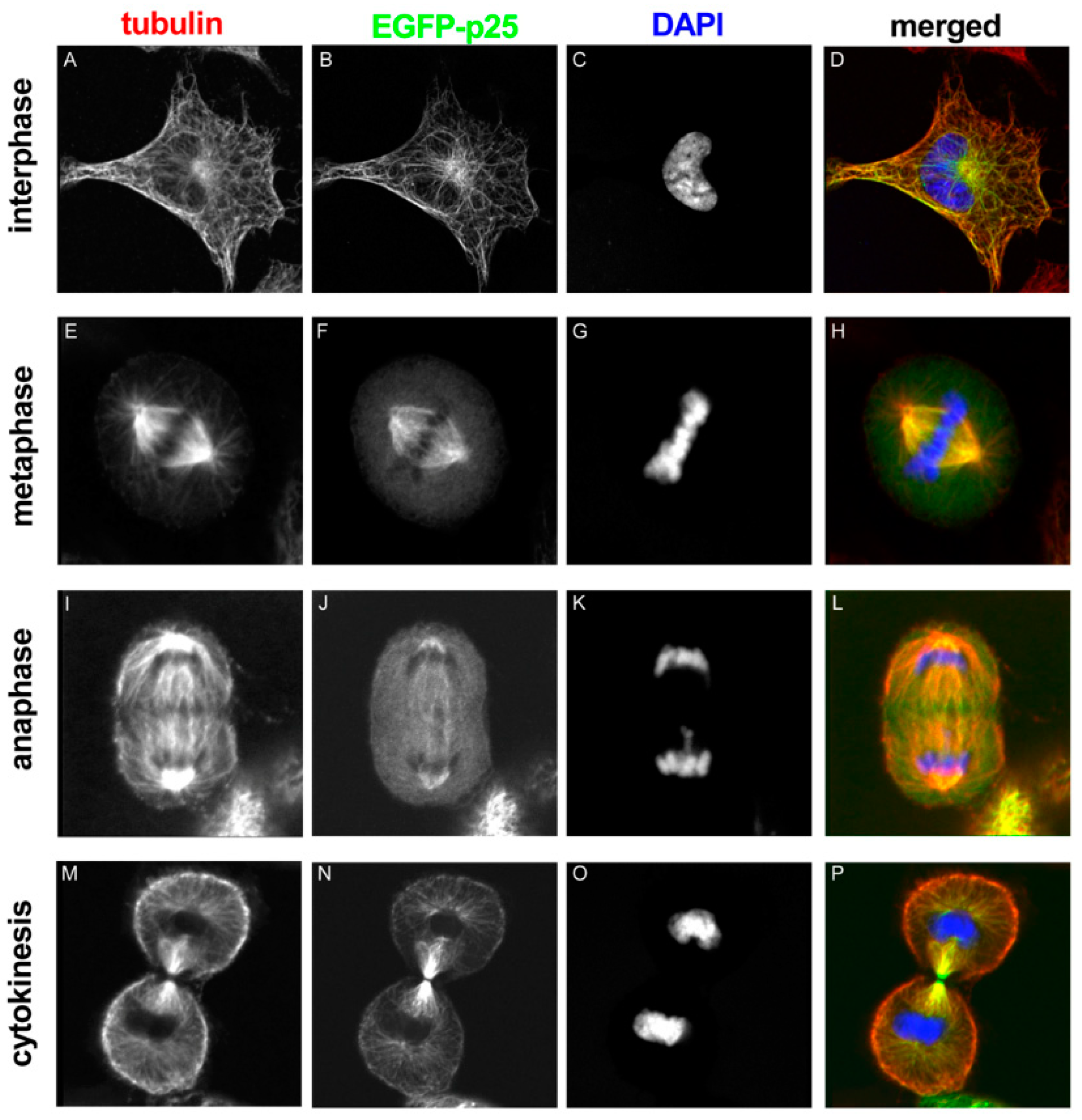 Cells 09 00357 g003 Cells 09 00357 g003