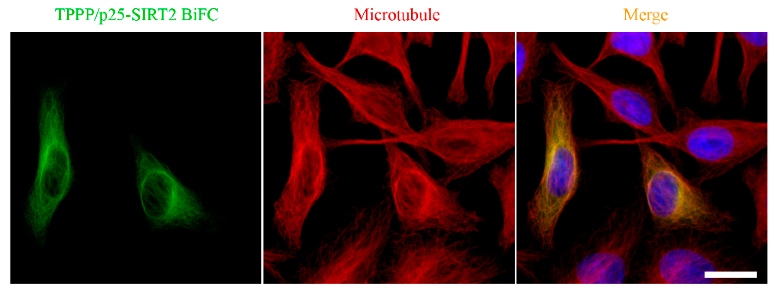 Cells 09 00357 g005 Cells 09 00357 g005