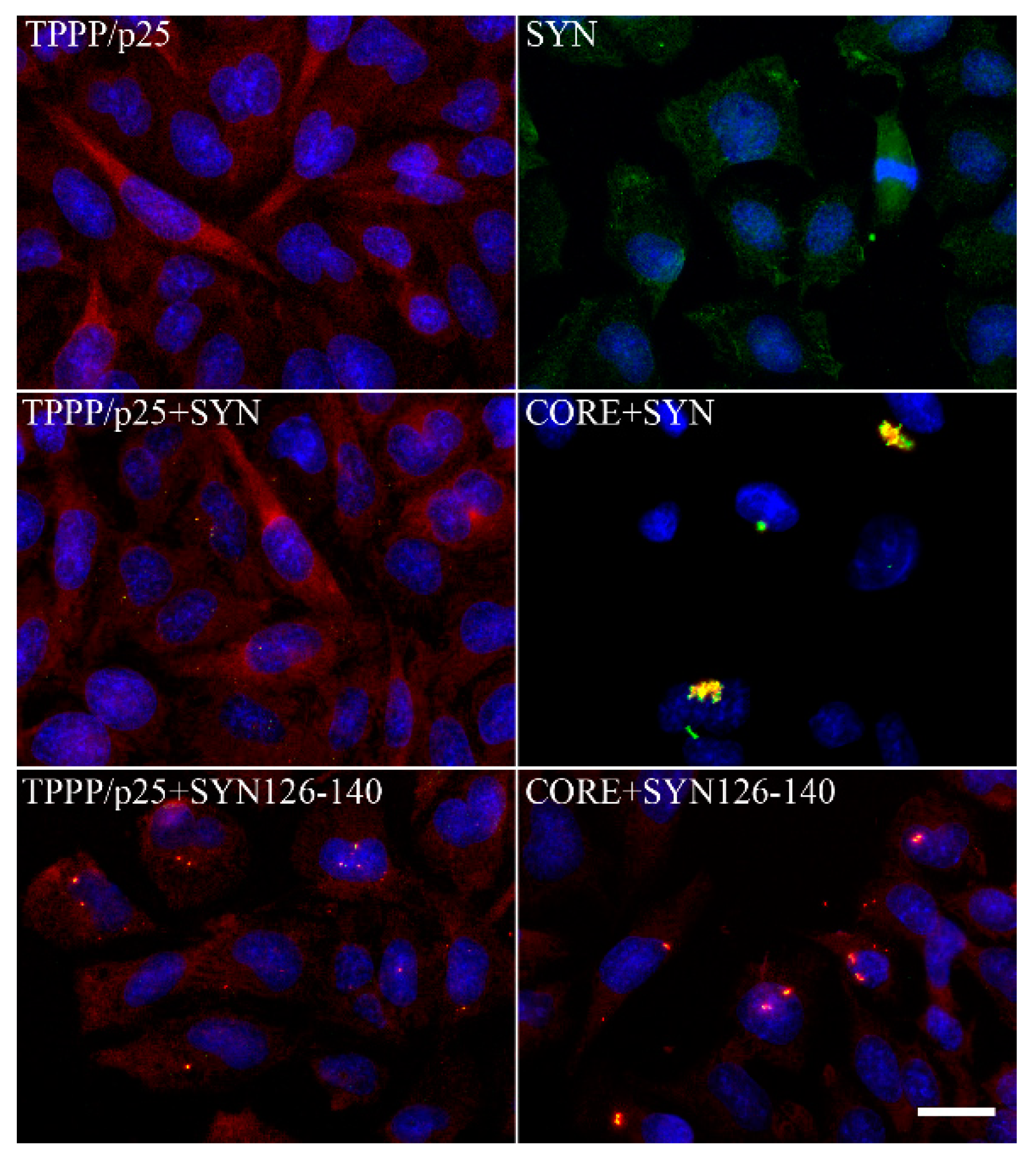 Cells 09 00357 g006 Cells 09 00357 g006