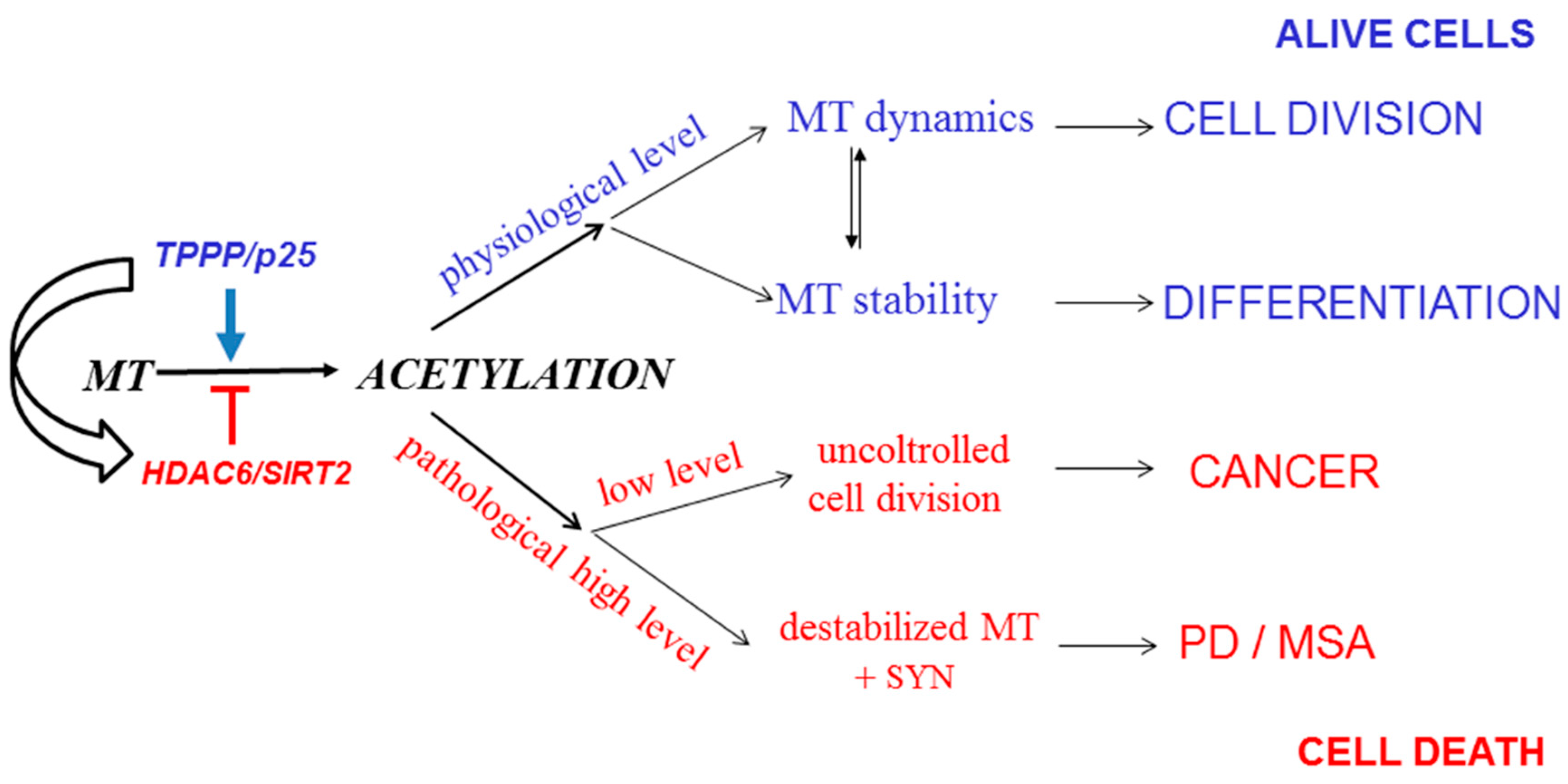 Cells 09 00357 g008 Cells 09 00357 g008