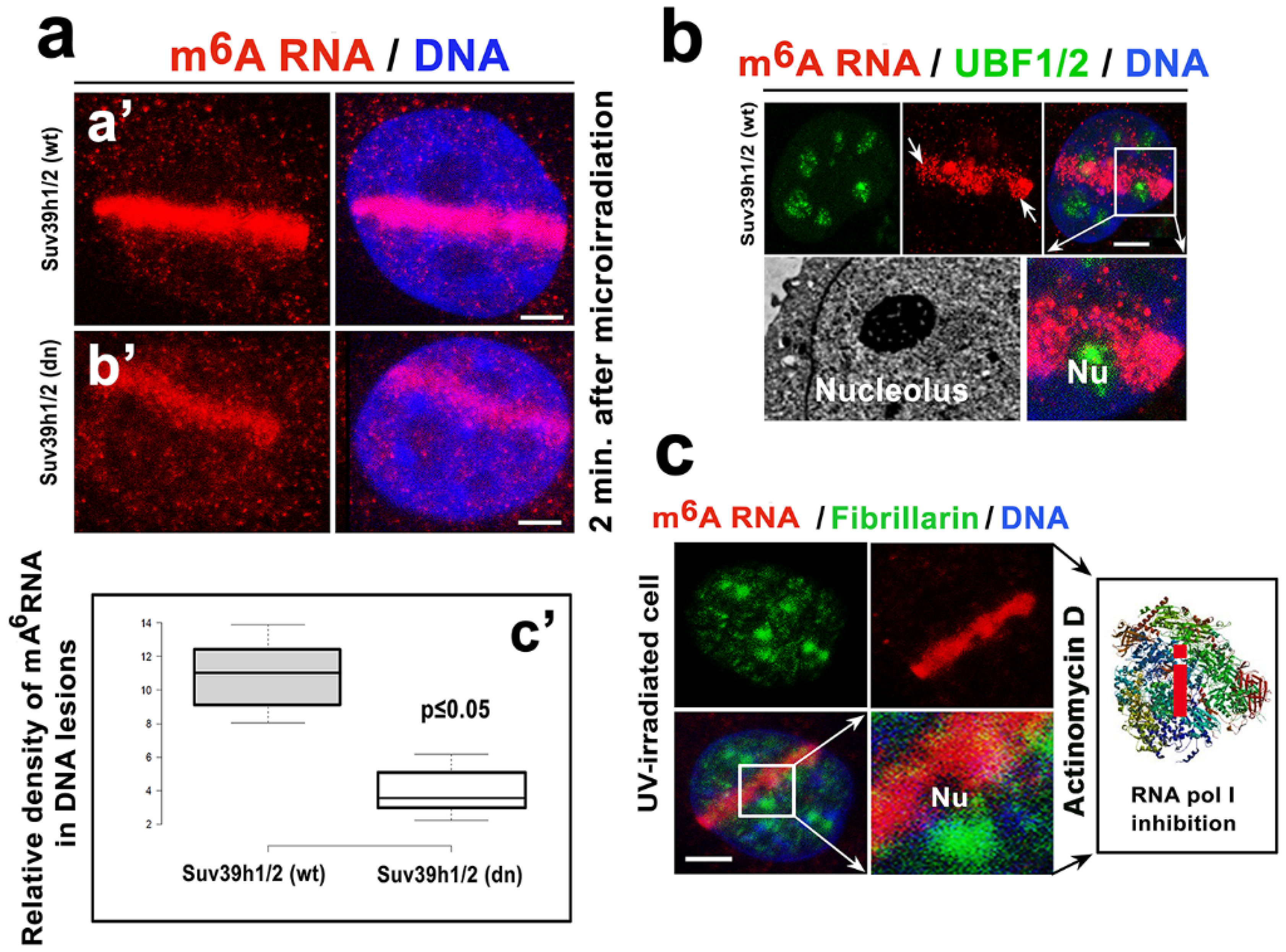 Cells 09 00360 g003 Cells 09 00360 g003