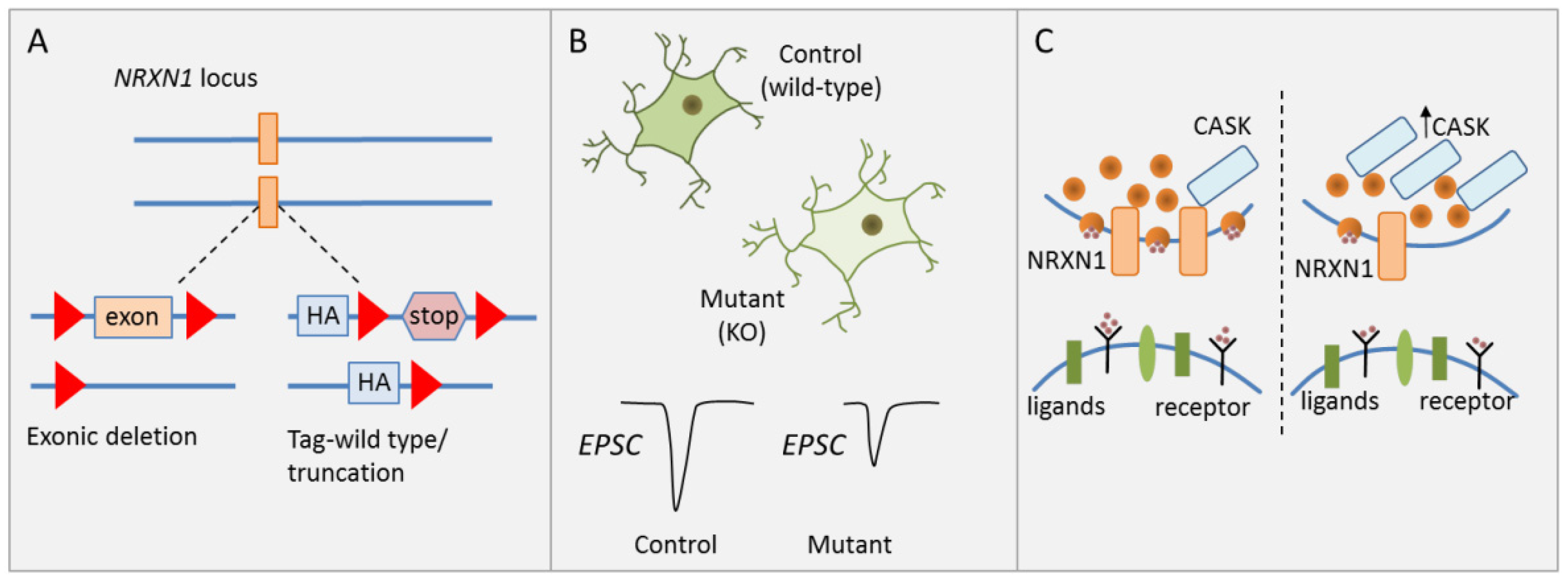 Cells 09 00366 g002 Cells 09 00366 g002