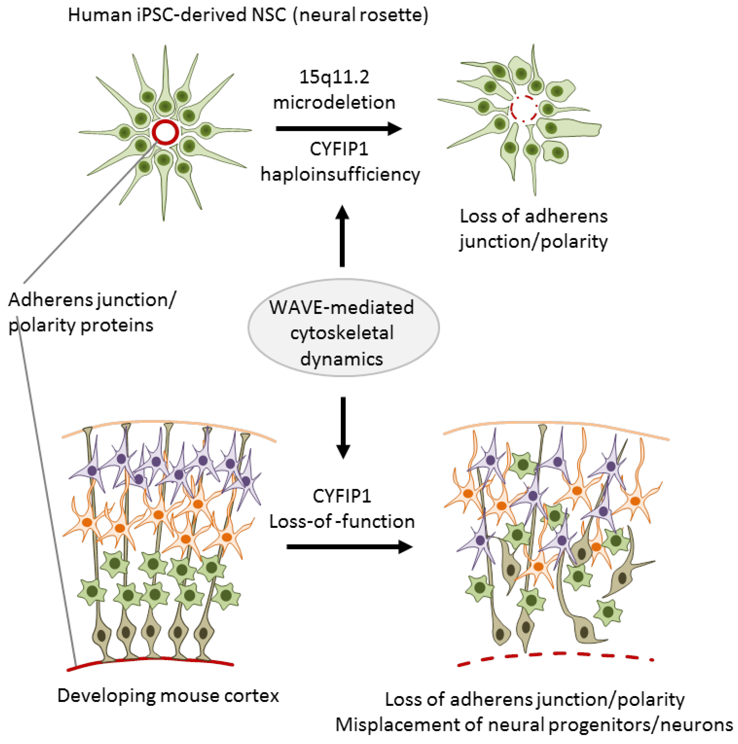 Cells 09 00366 g003 Cells 09 00366 g003