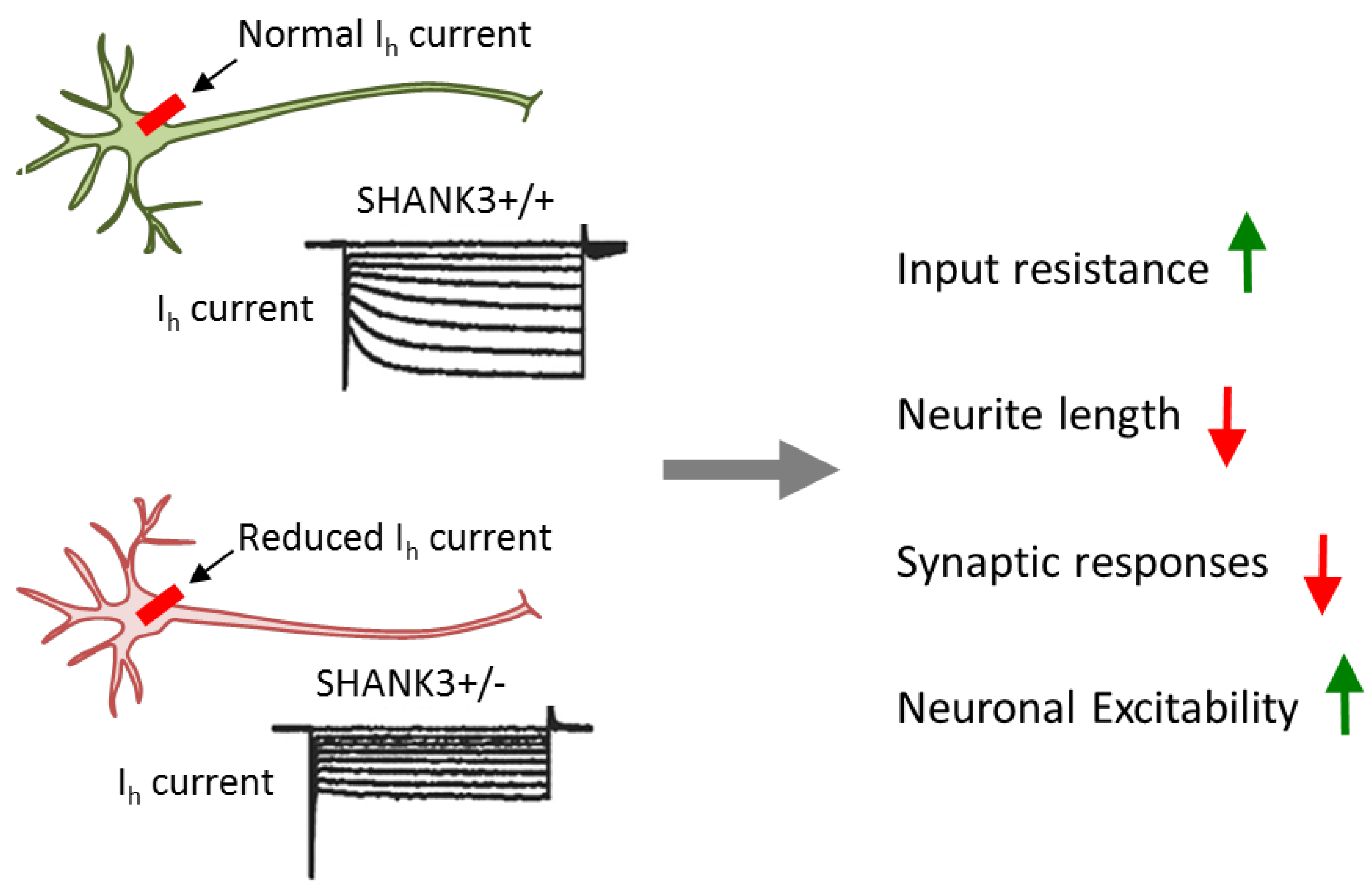 Cells 09 00366 g004 Cells 09 00366 g004