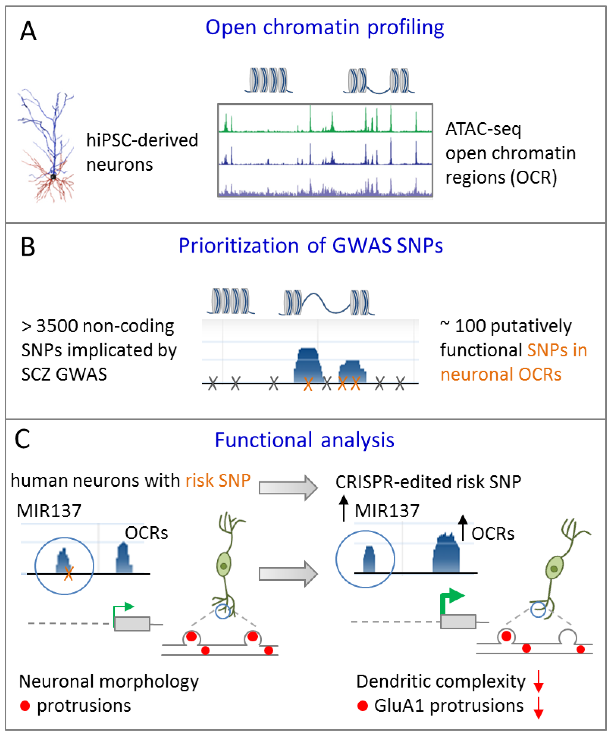 Cells 09 00366 g005 Cells 09 00366 g005