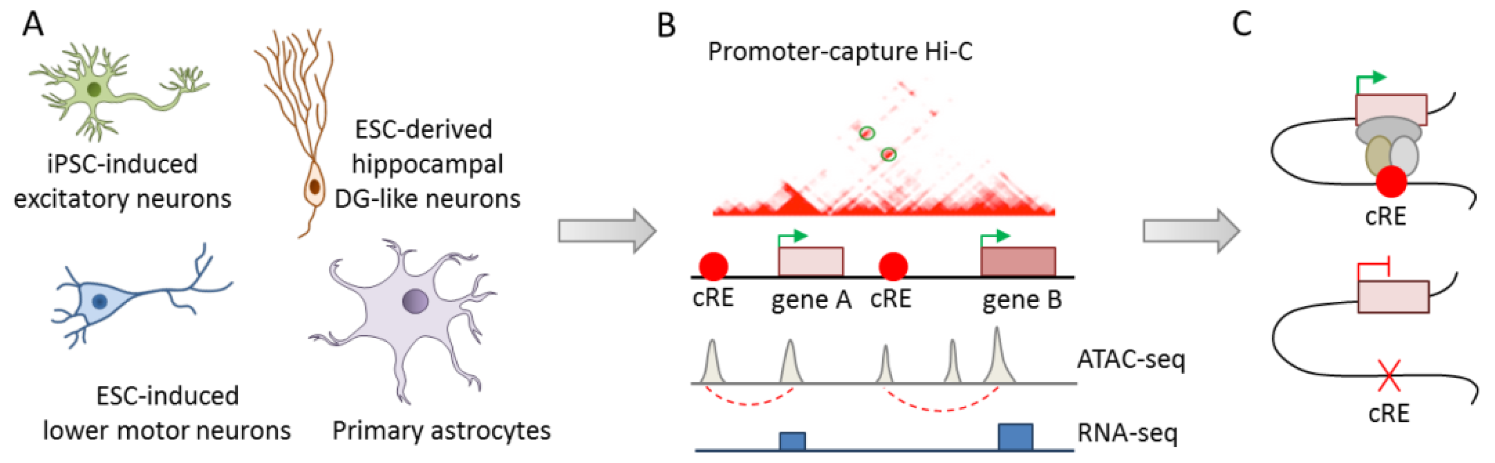 Cells 09 00366 g006 Cells 09 00366 g006