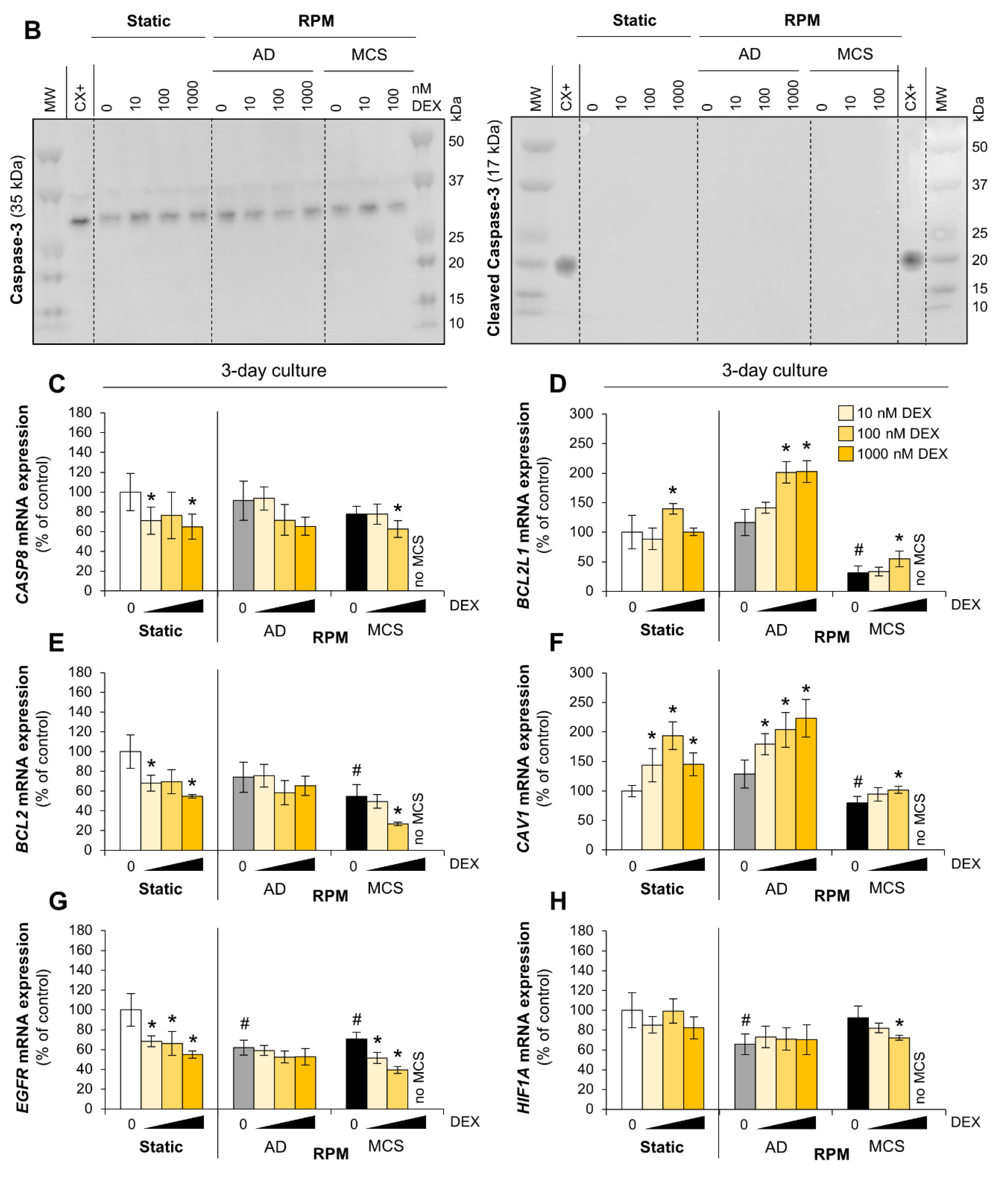 Cells 09 00367 g007b