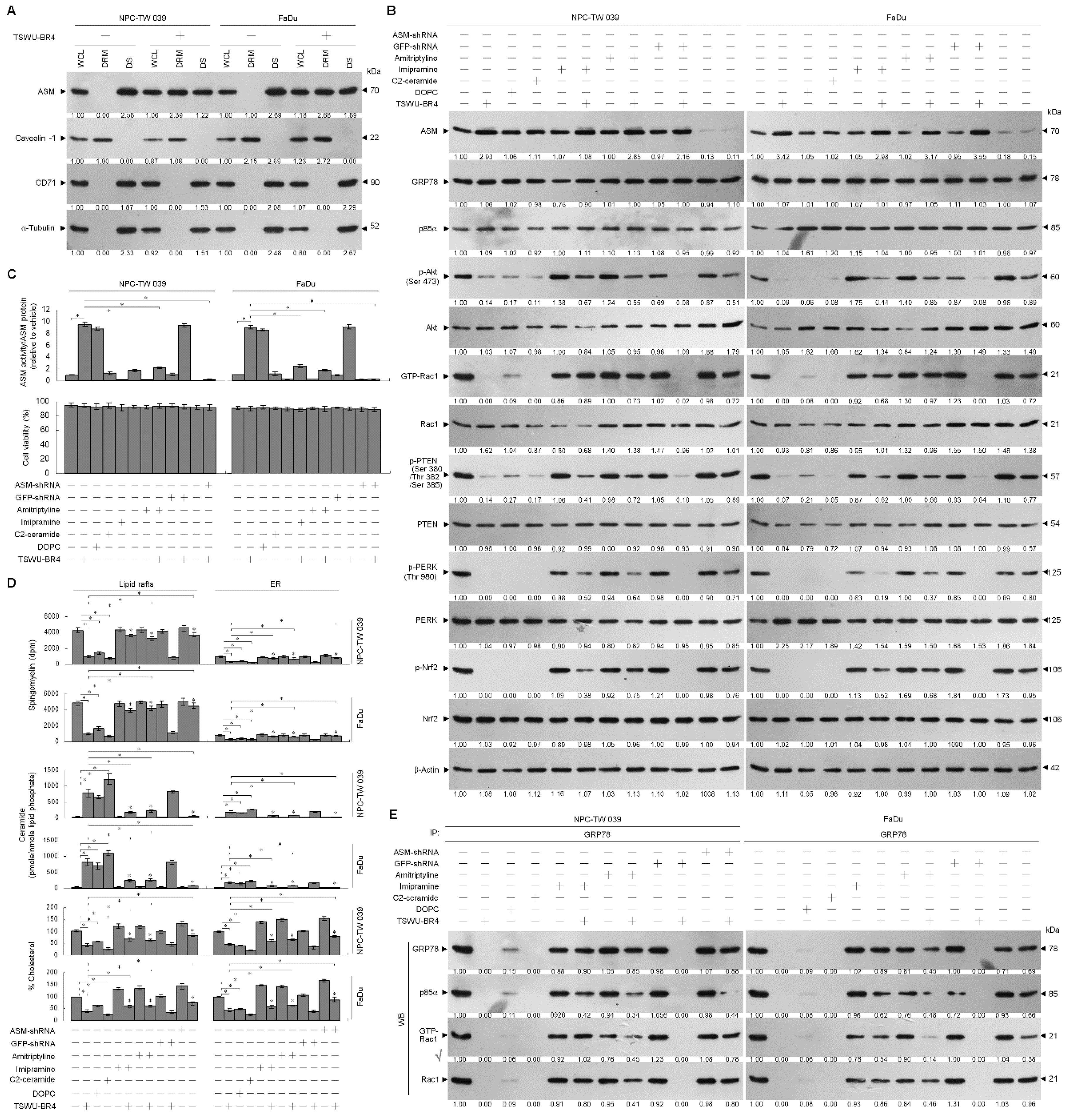 Cells 09 00371 g005a