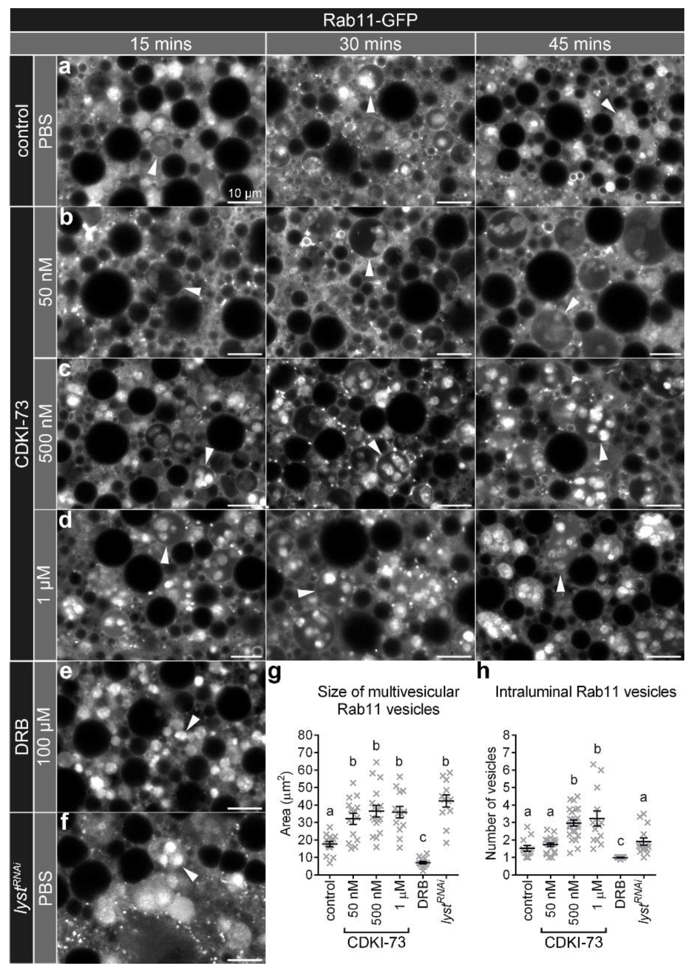 Cells 09 00372 g001 Cells 09 00372 g001