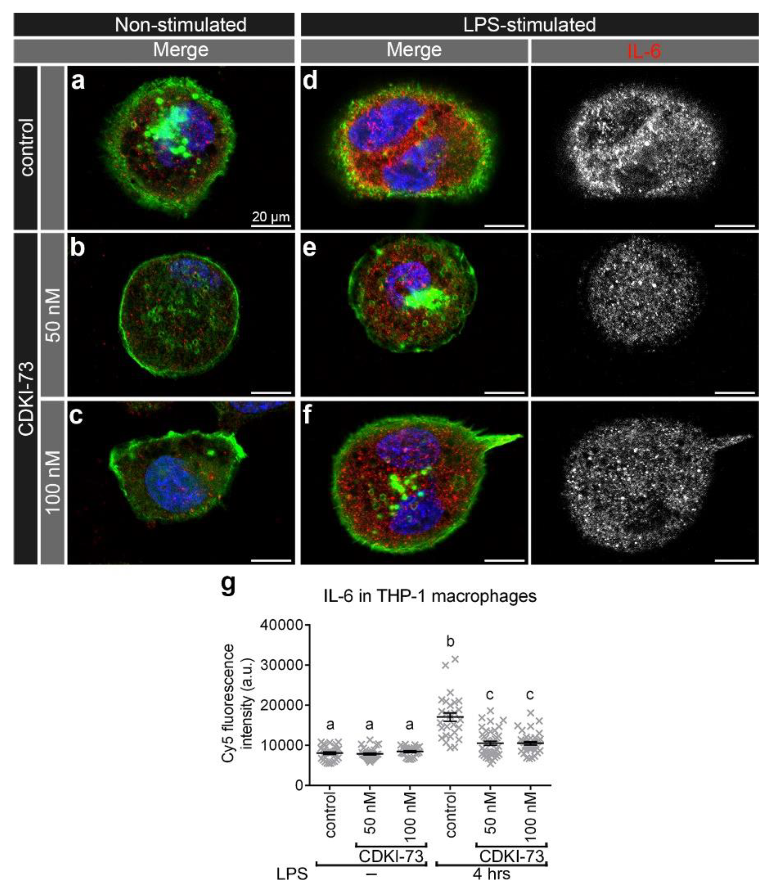 Cells 09 00372 g005 Cells 09 00372 g005