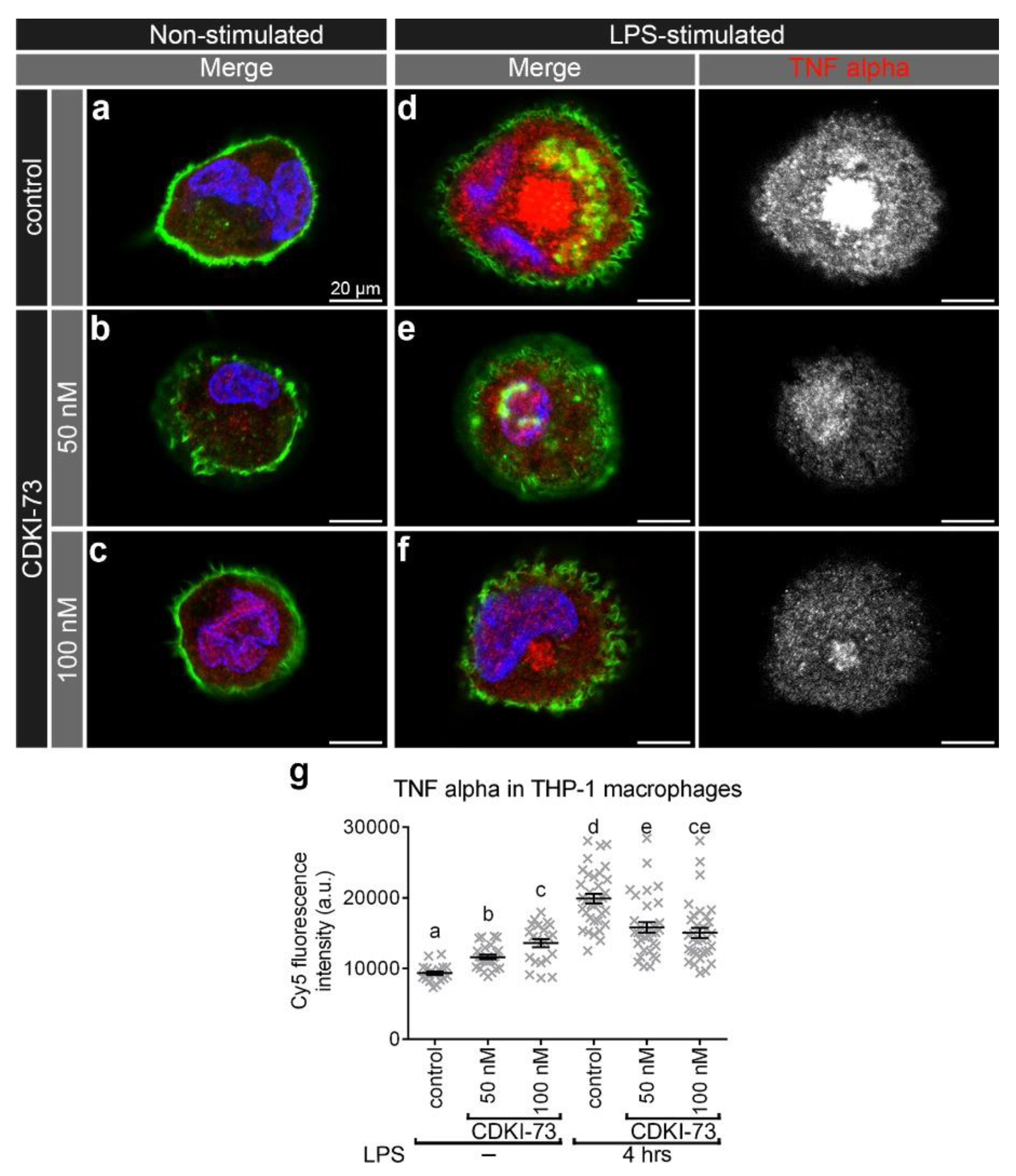 Cells 09 00372 g006 Cells 09 00372 g006