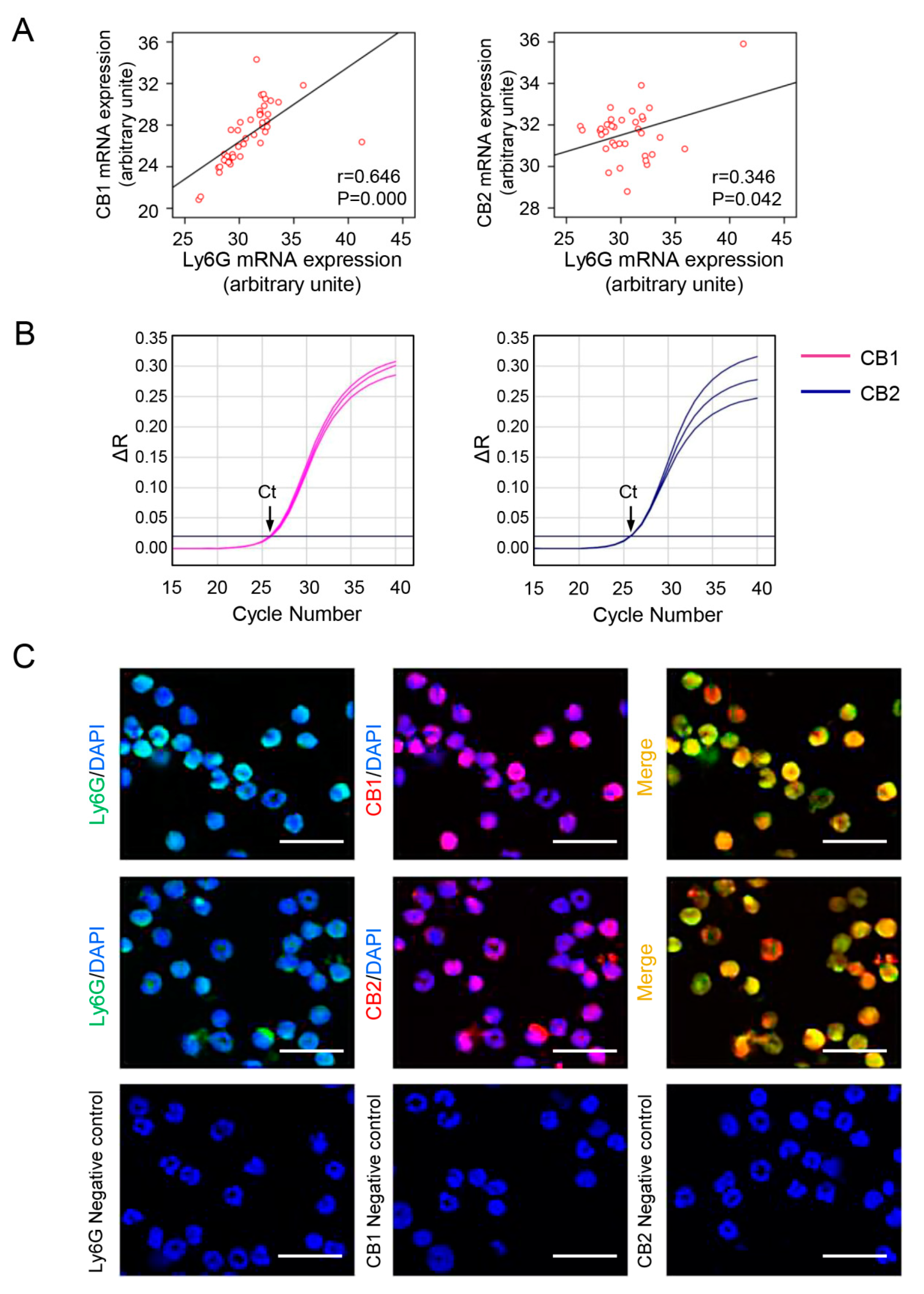 Cells 09 00373 g002 Cells 09 00373 g002