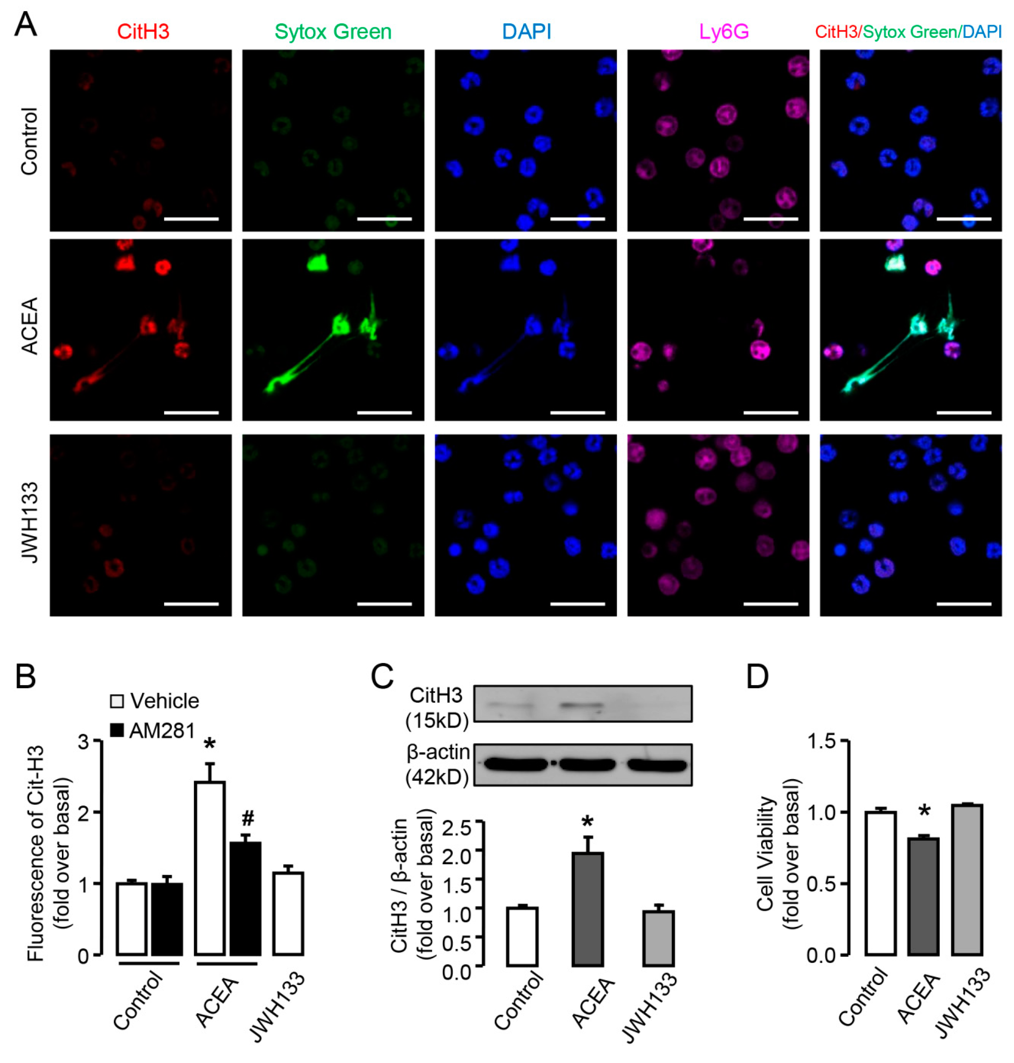 Cells 09 00373 g004 Cells 09 00373 g004