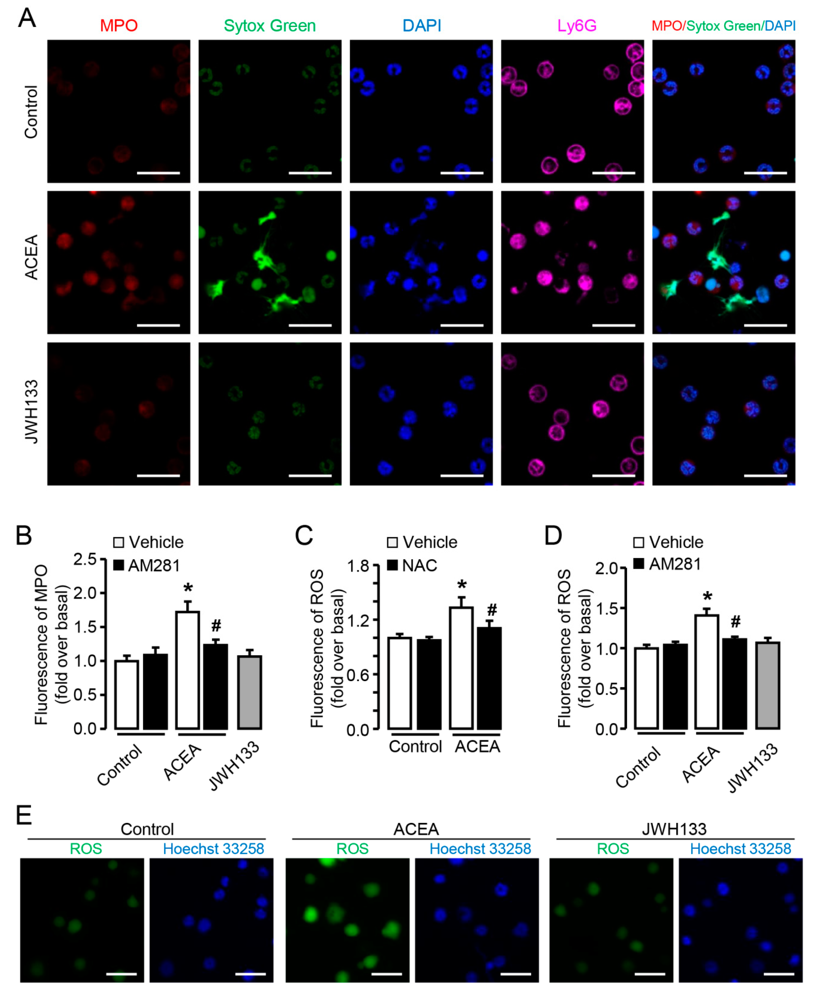 Cells 09 00373 g005 Cells 09 00373 g005