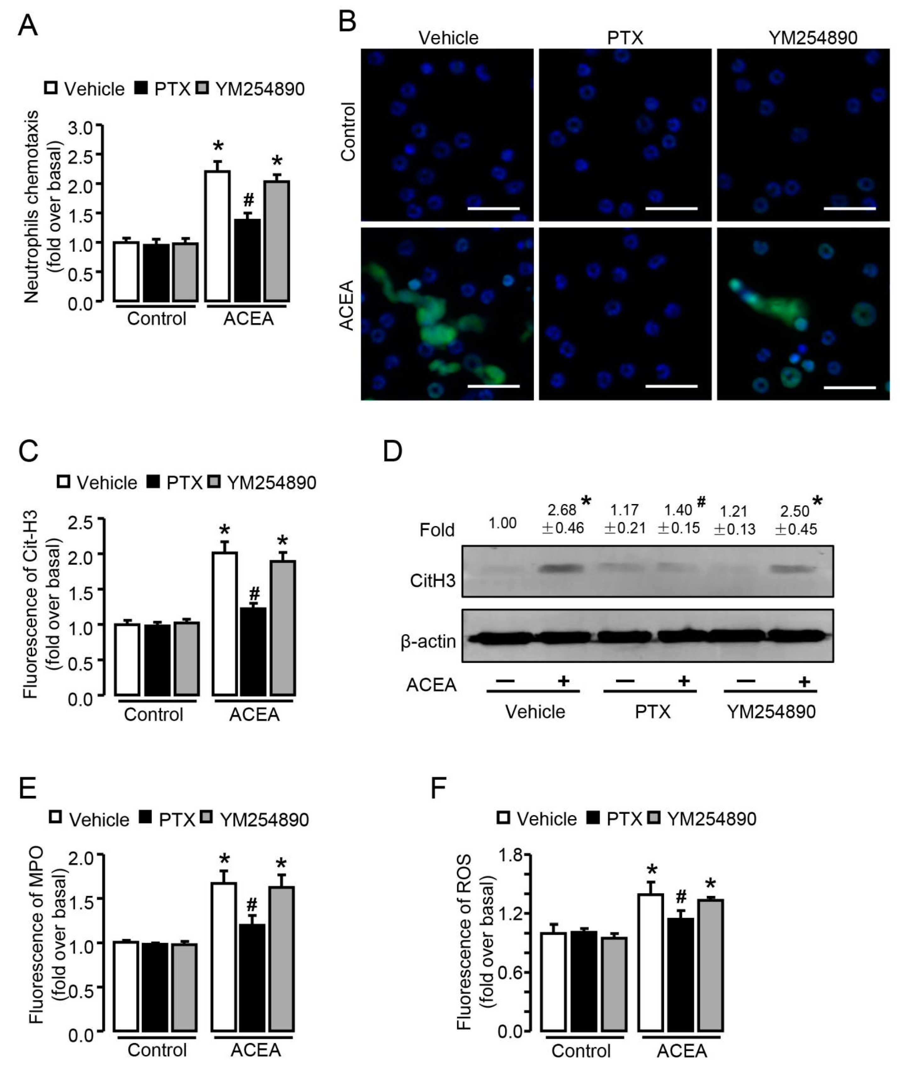 Cells 09 00373 g007 Cells 09 00373 g007