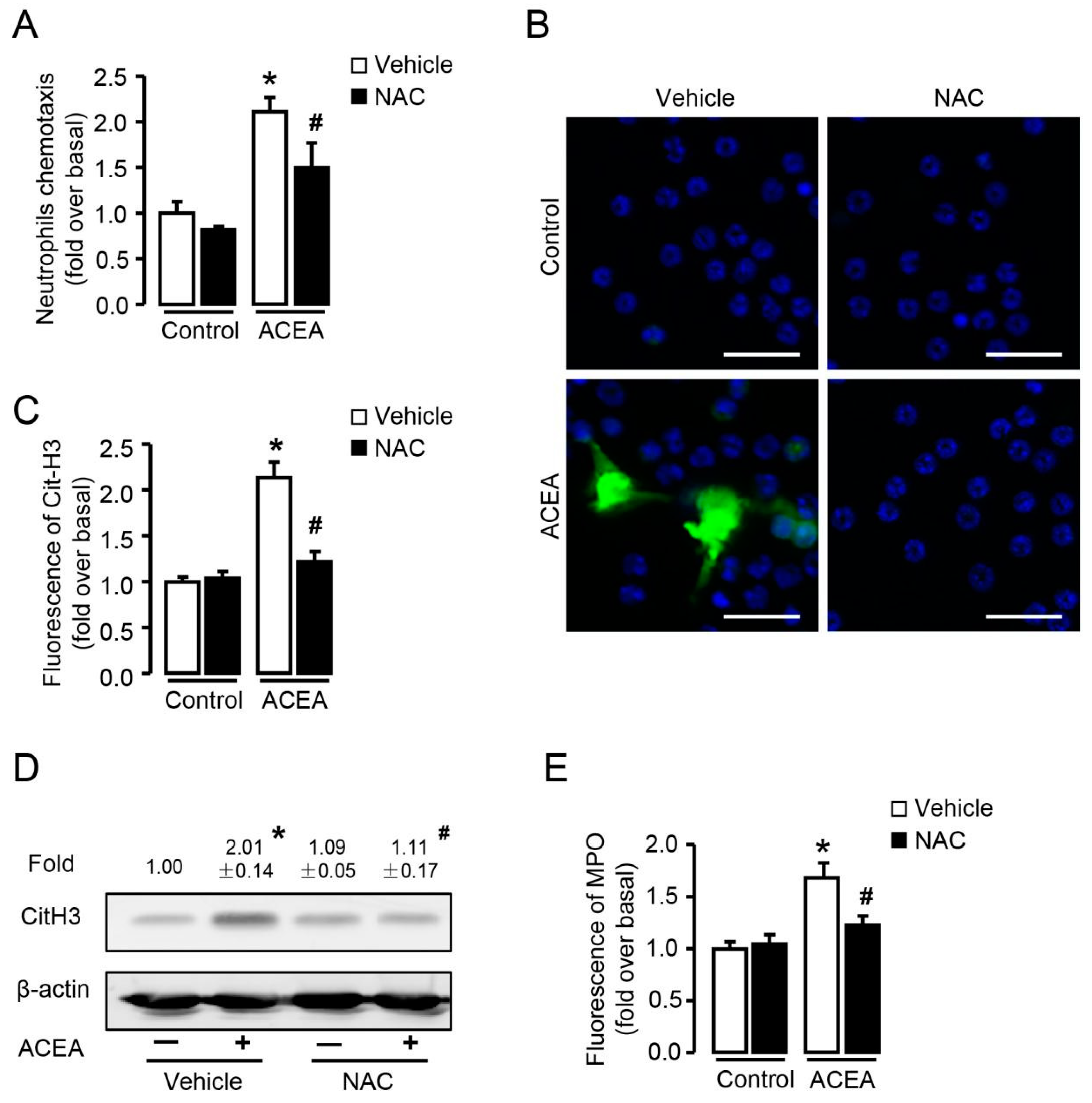 Cells 09 00373 g008 Cells 09 00373 g008