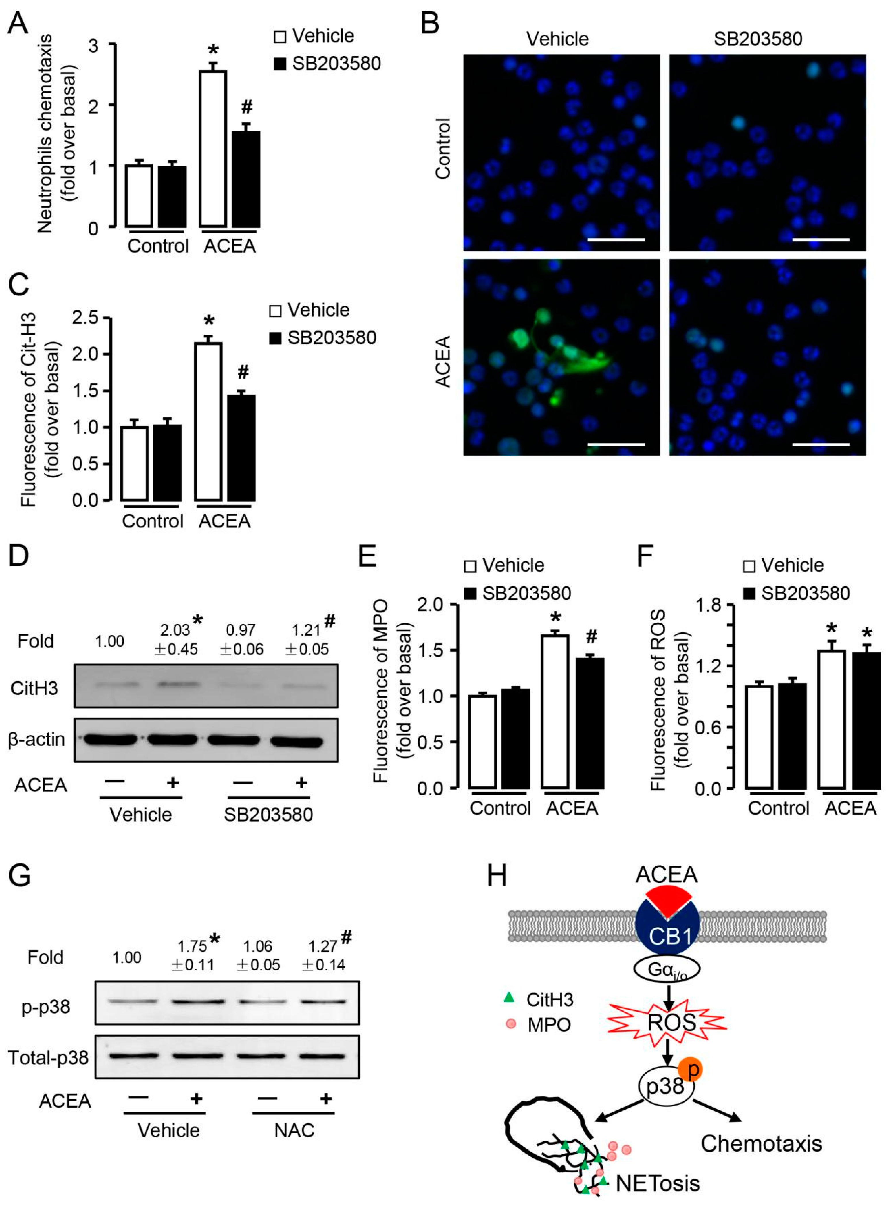 Cells 09 00373 g010 Cells 09 00373 g010