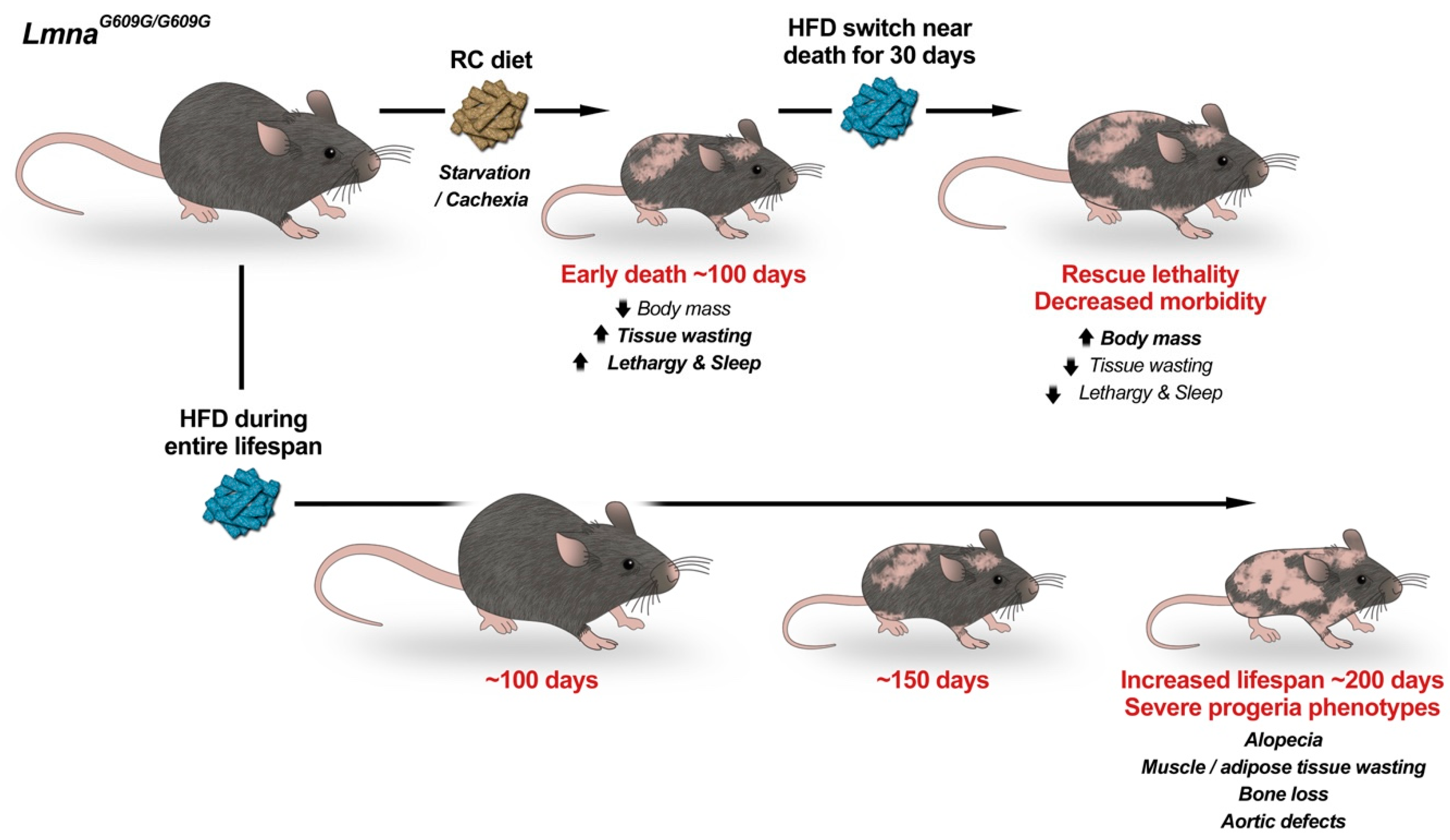 Cells 09 00395 g002 Cells 09 00395 g002