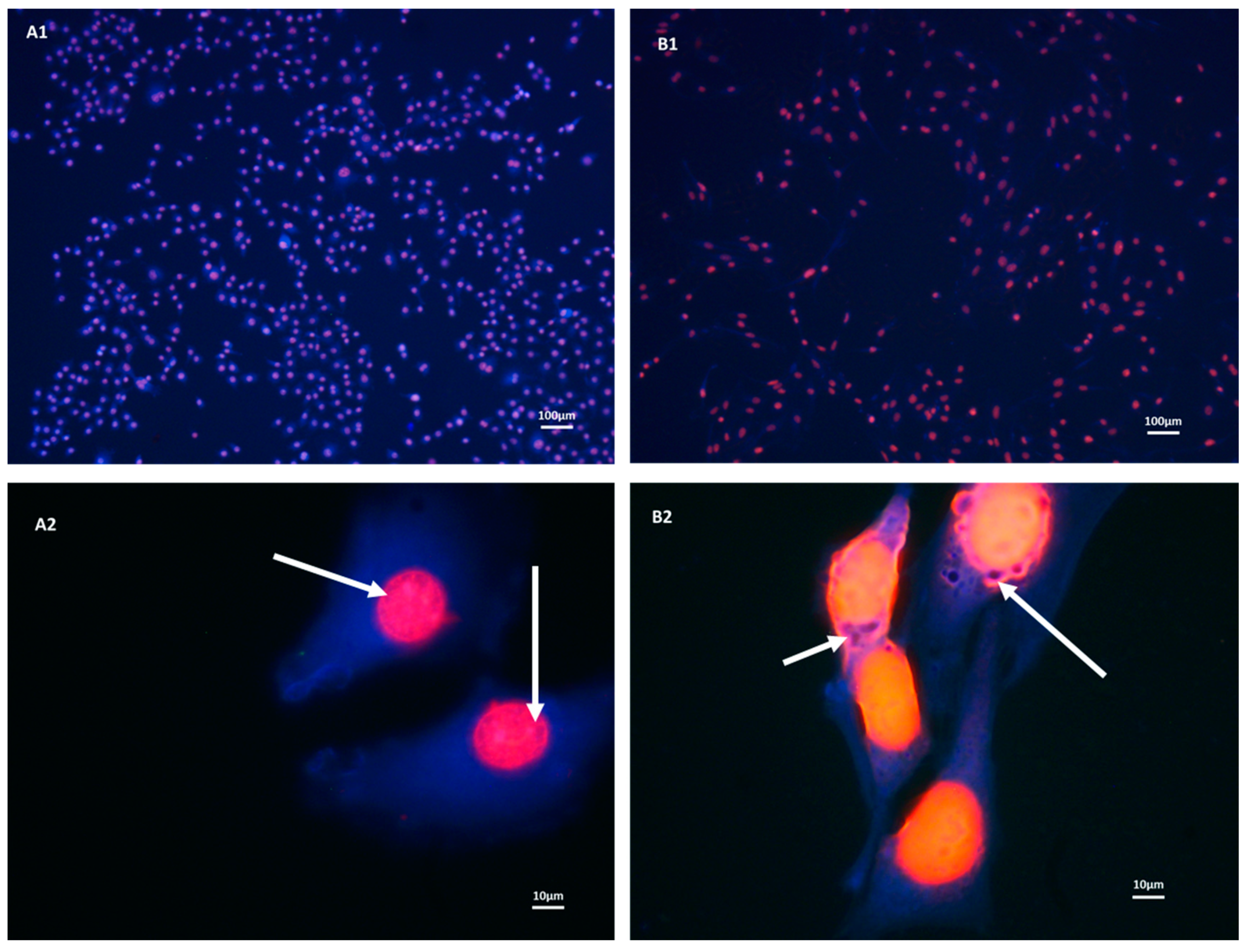 Cells 09 00403 g001