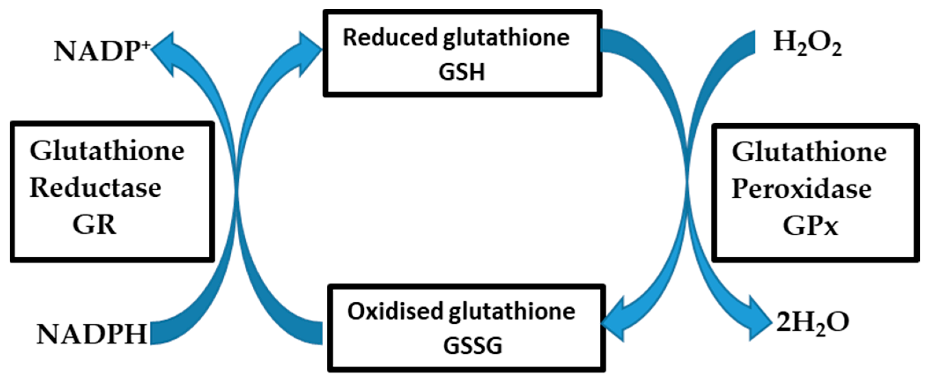 Cells 09 00403 g002