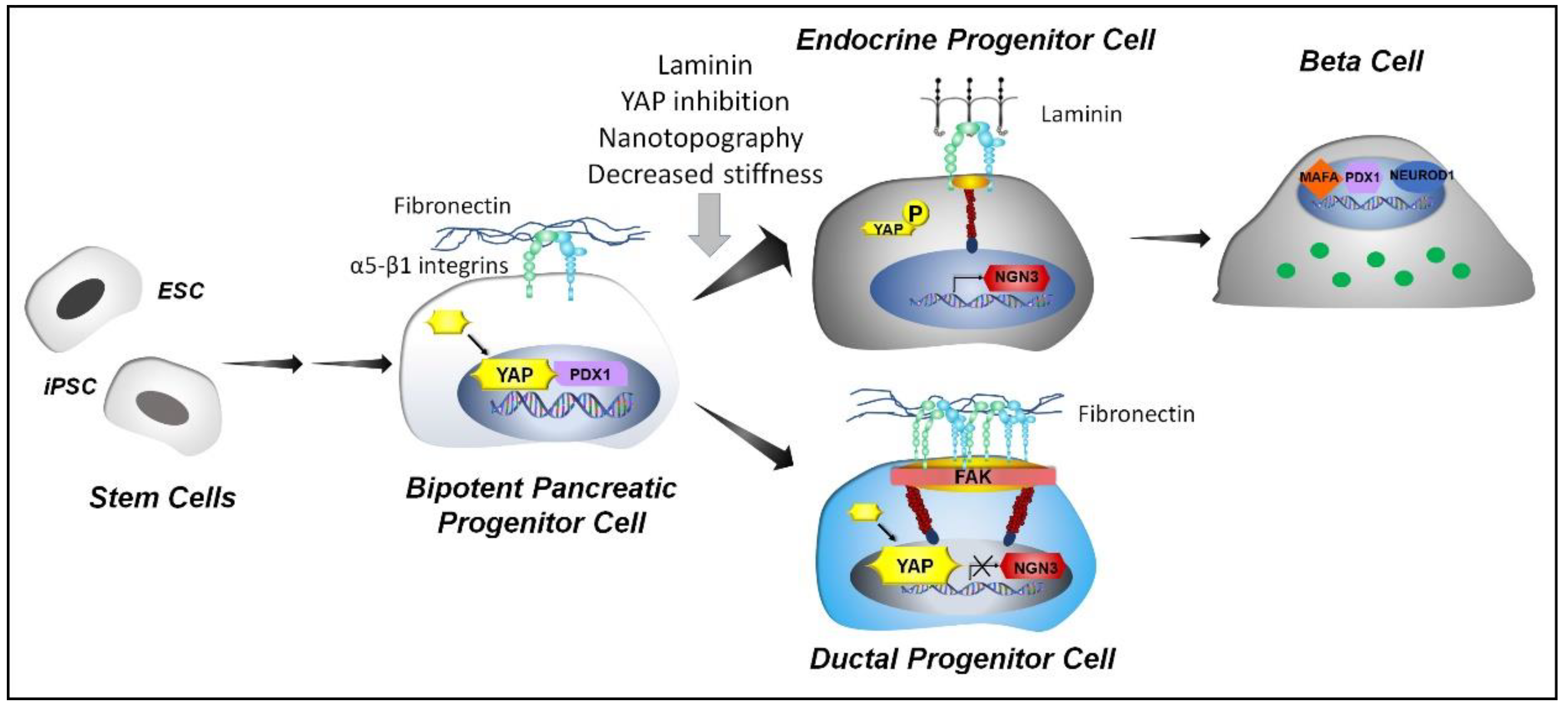 Cells 09 00413 g004 Cells 09 00413 g004