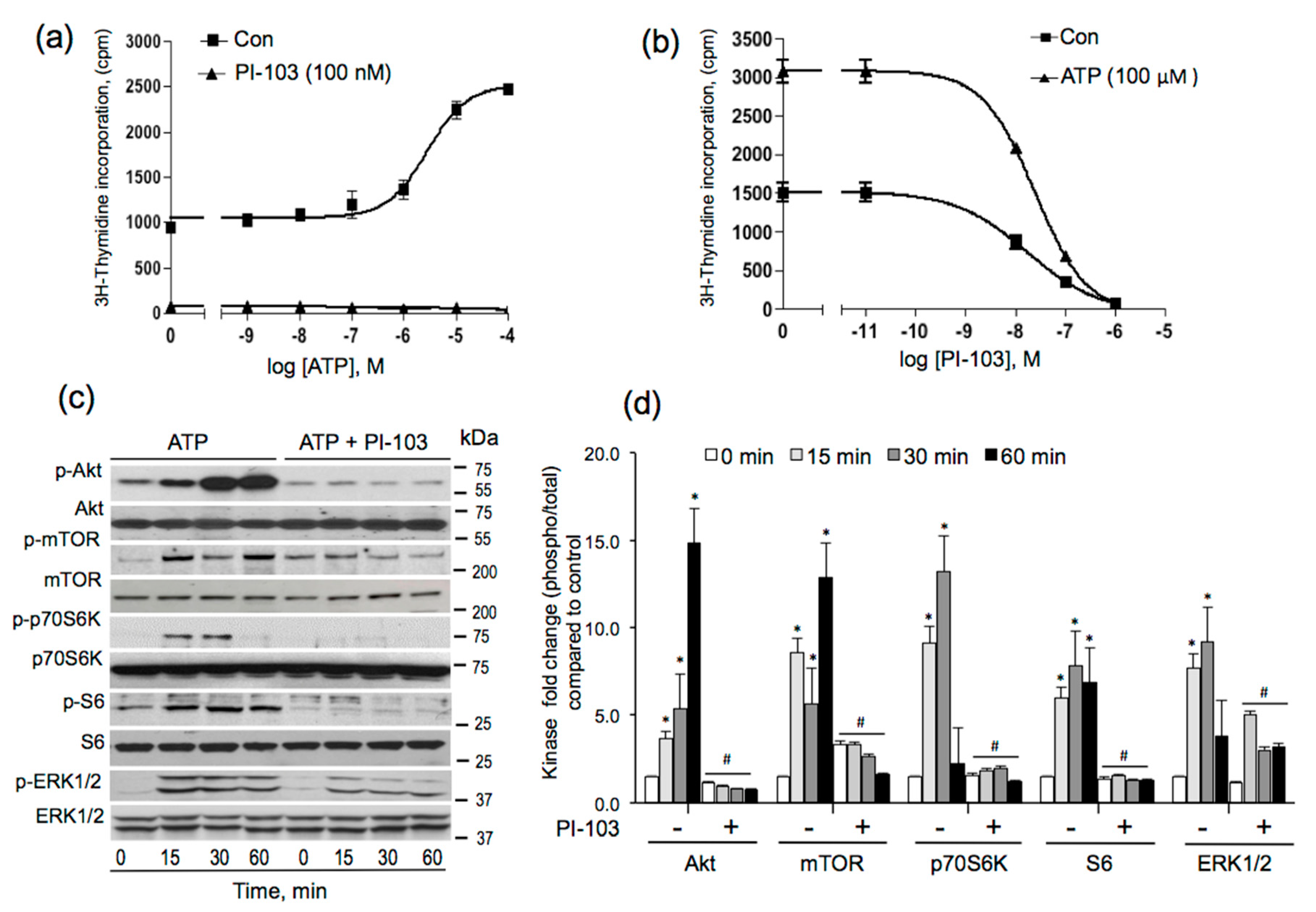 Cells 09 00416 g001