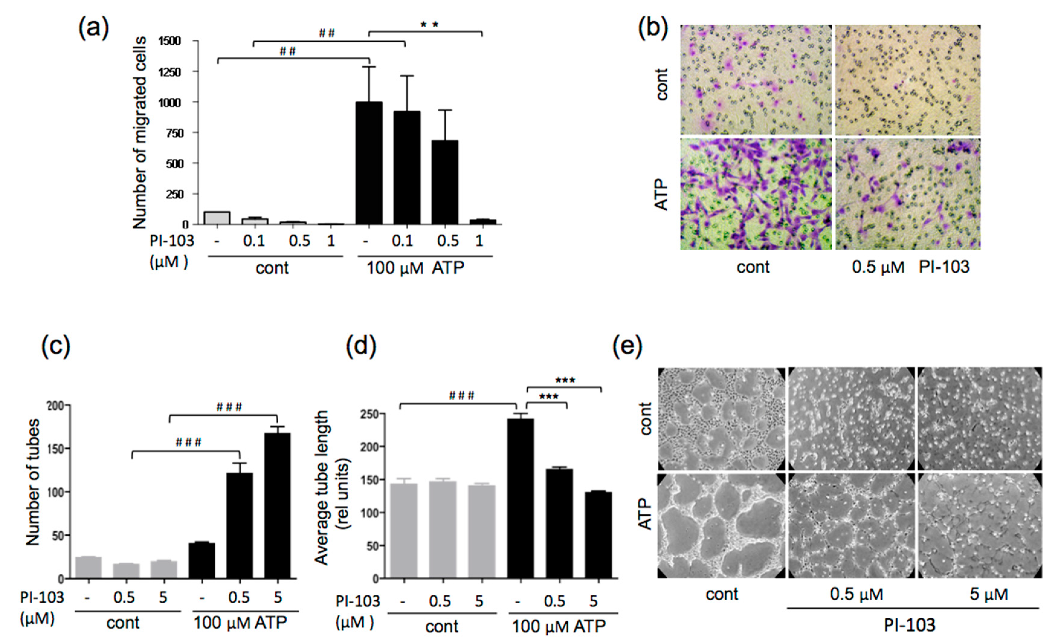 Cells 09 00416 g002