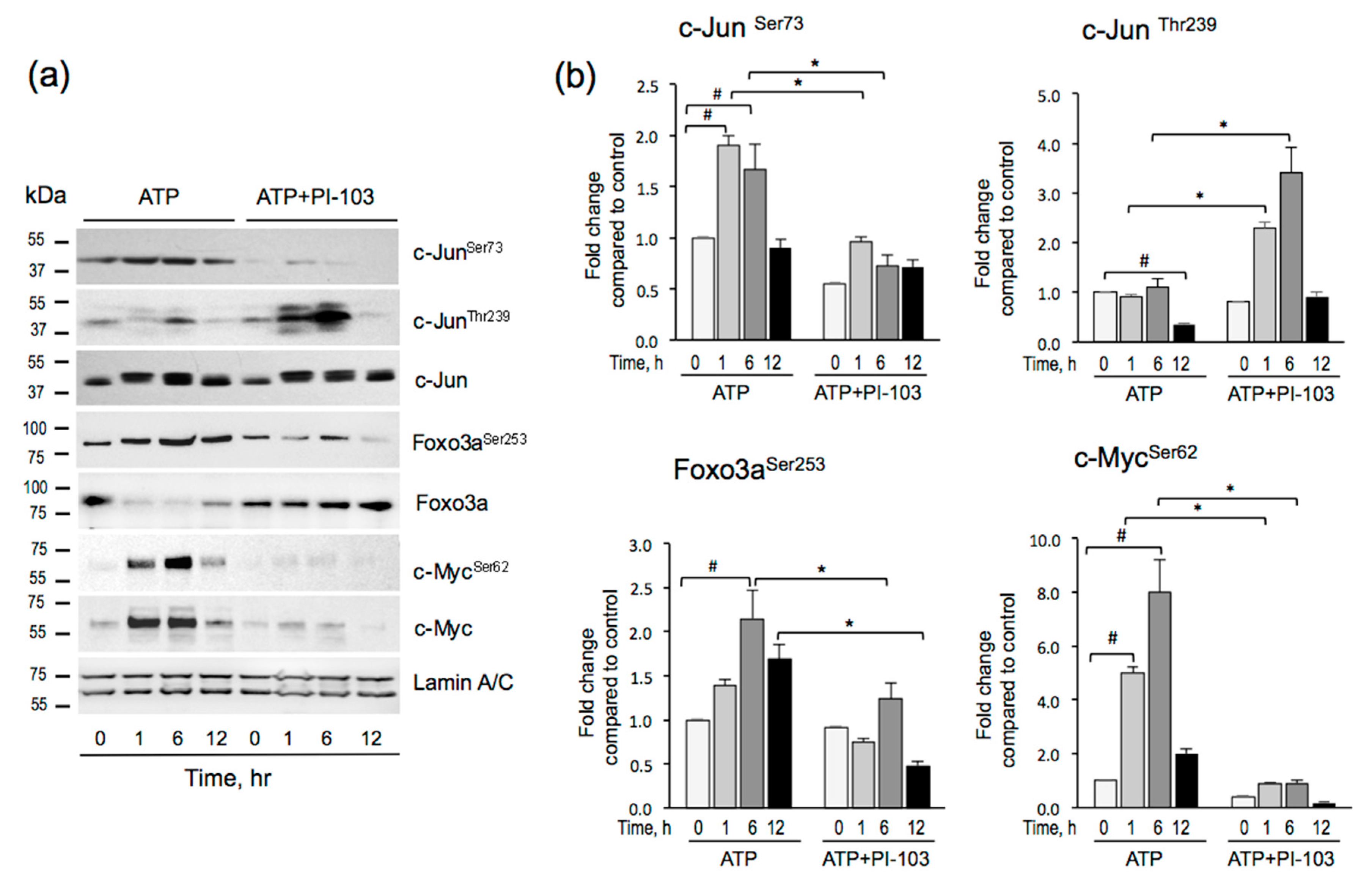 Cells 09 00416 g004