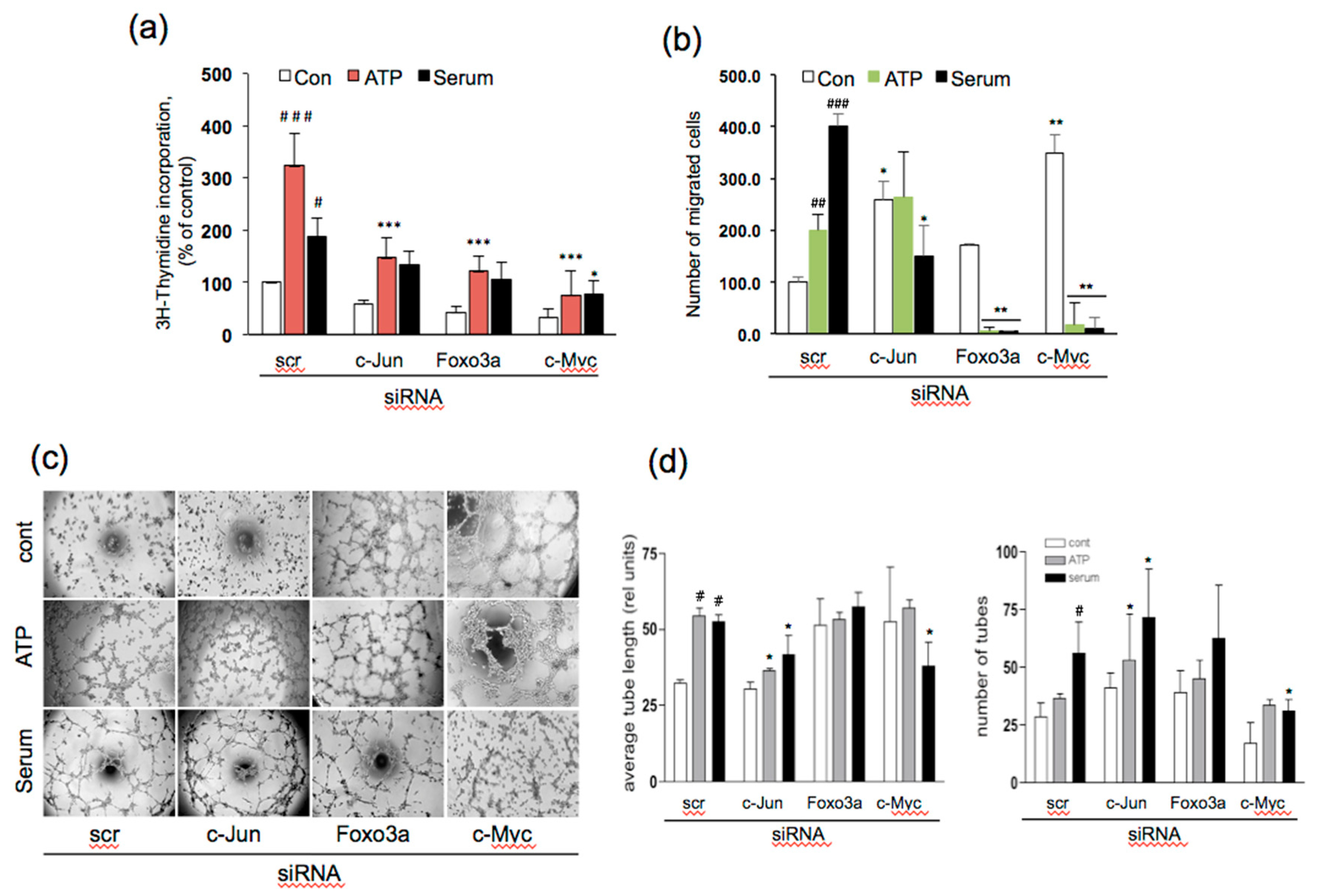 Cells 09 00416 g005