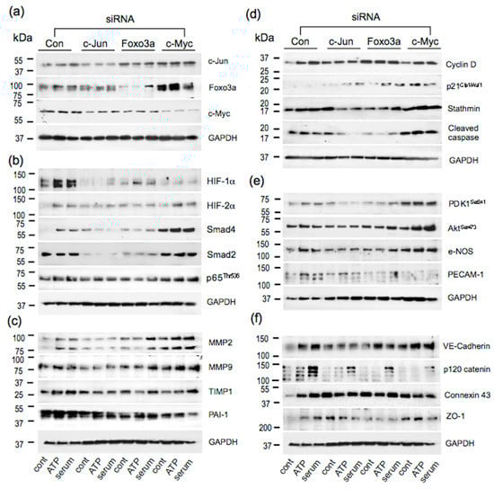Cells 09 00416 g0a1