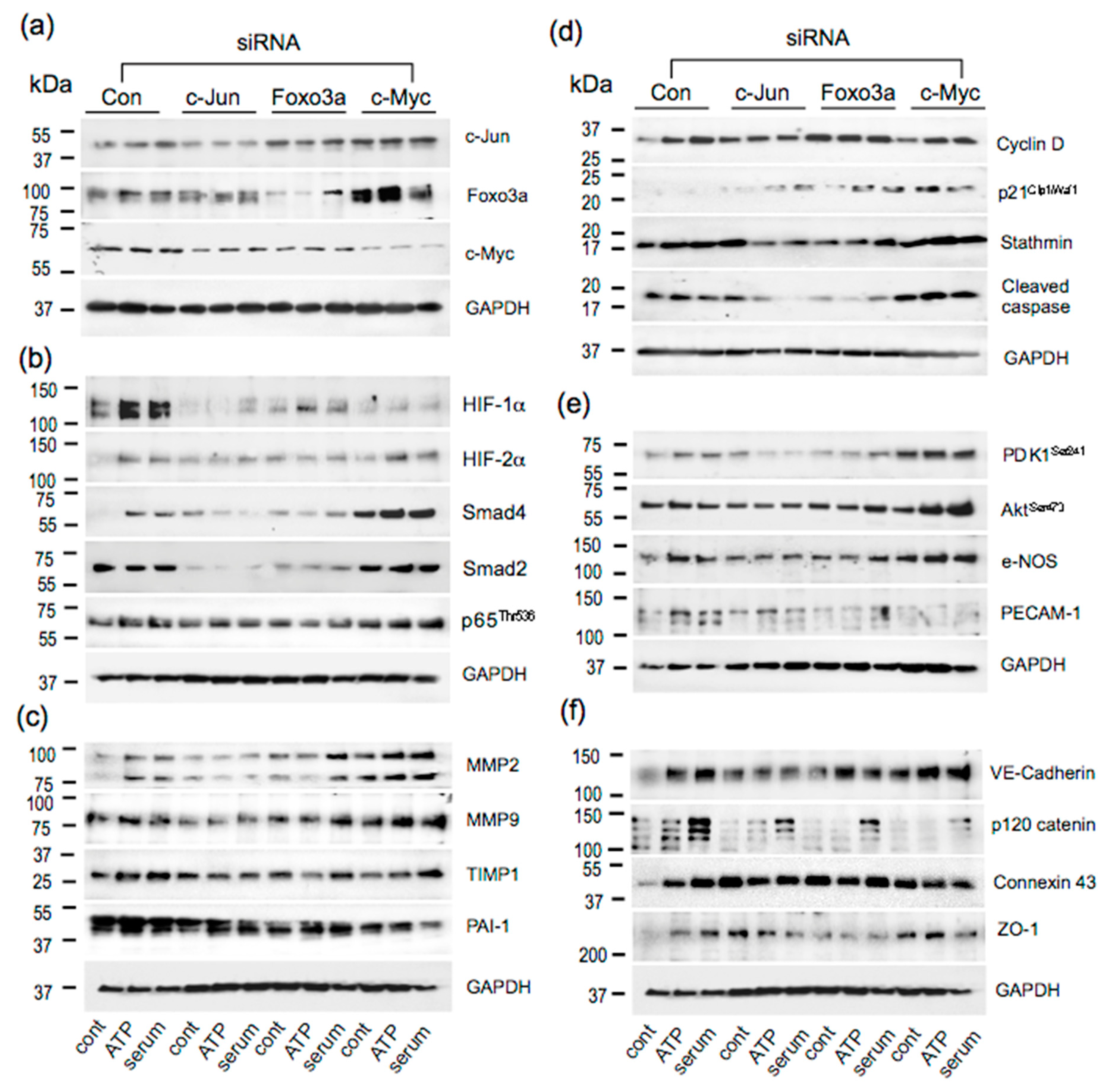 Cells 09 00416 g0a1