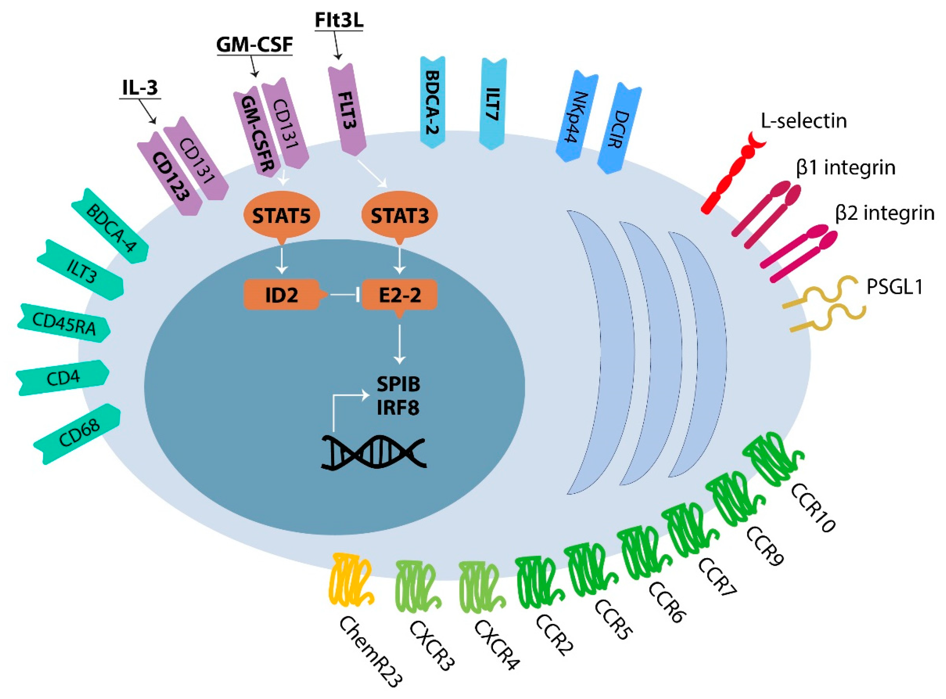 Cells 09 00417 g001 Cells 09 00417 g001