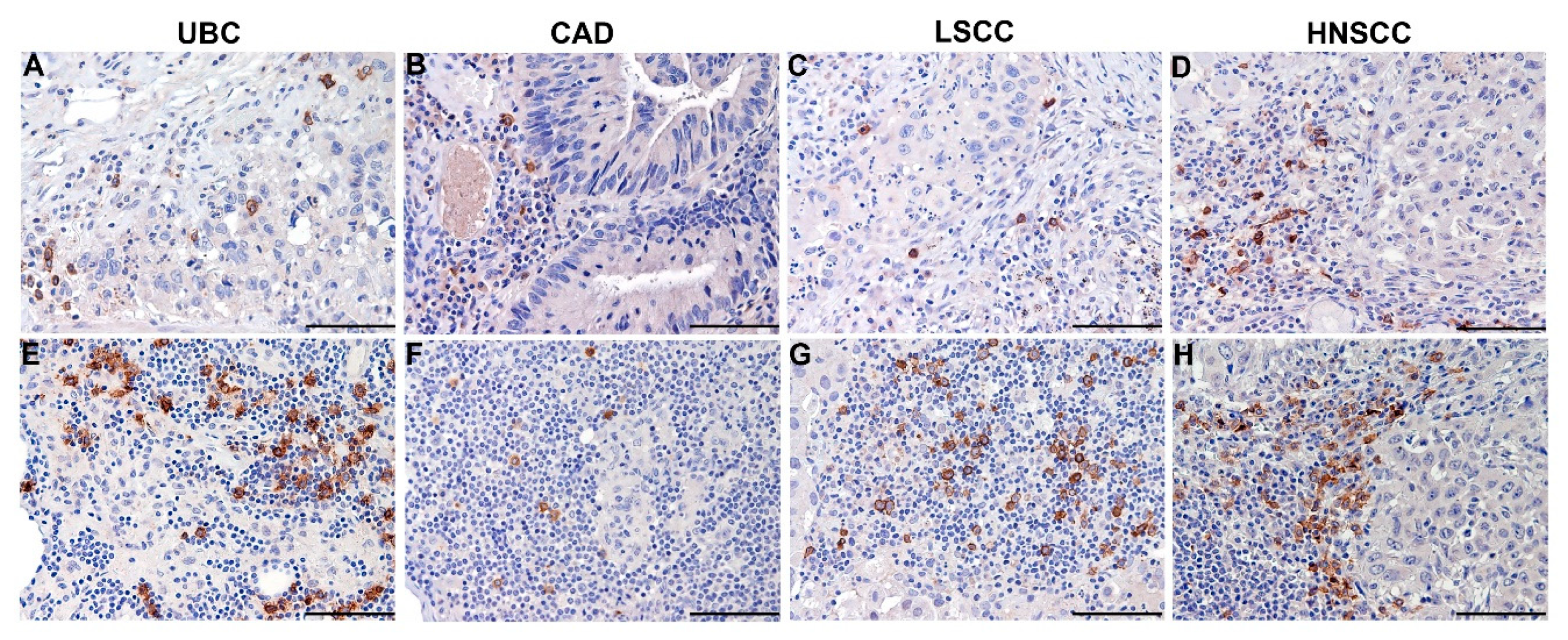 Cells 09 00417 g003 Cells 09 00417 g003
