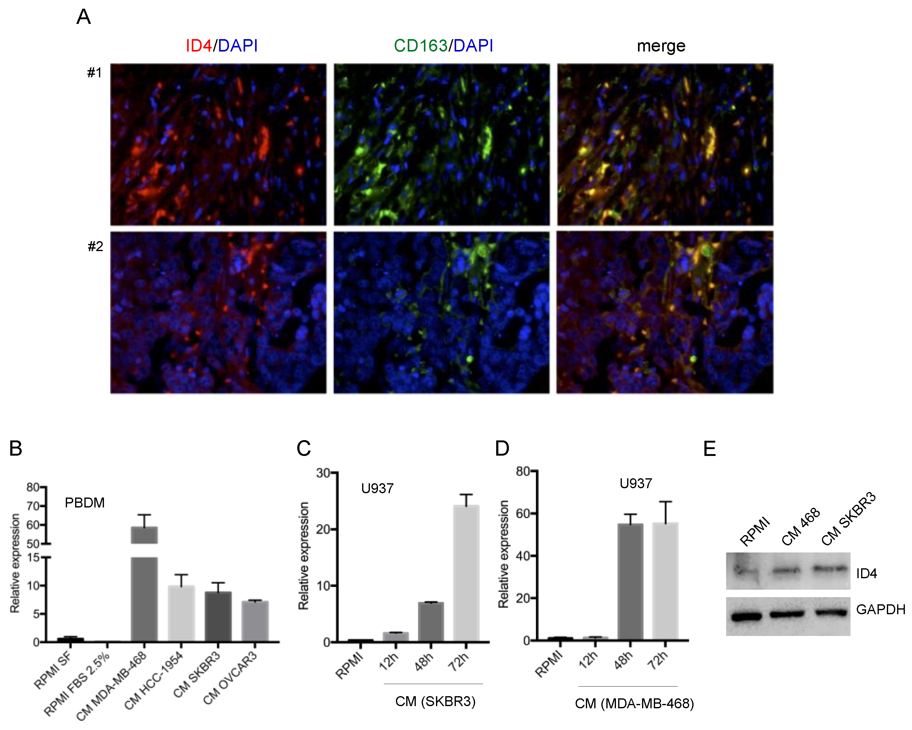 Cells 09 00418 g001