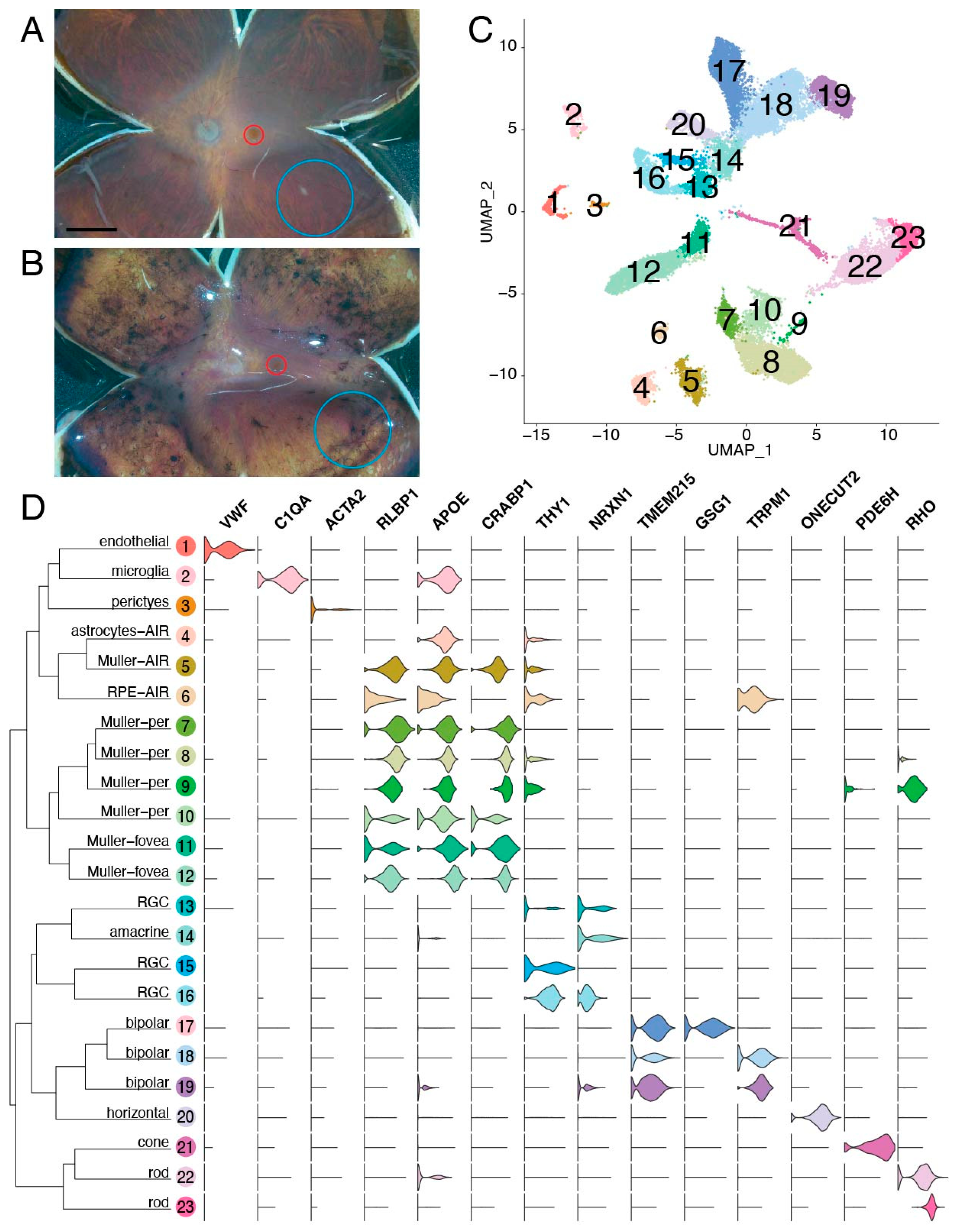 Cells 09 00438 g003 Cells 09 00438 g003