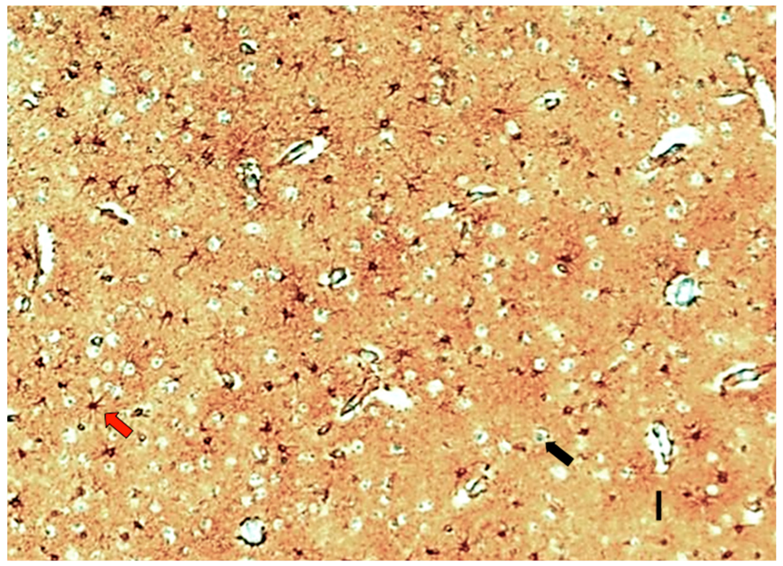 Cells 09 00439 g002