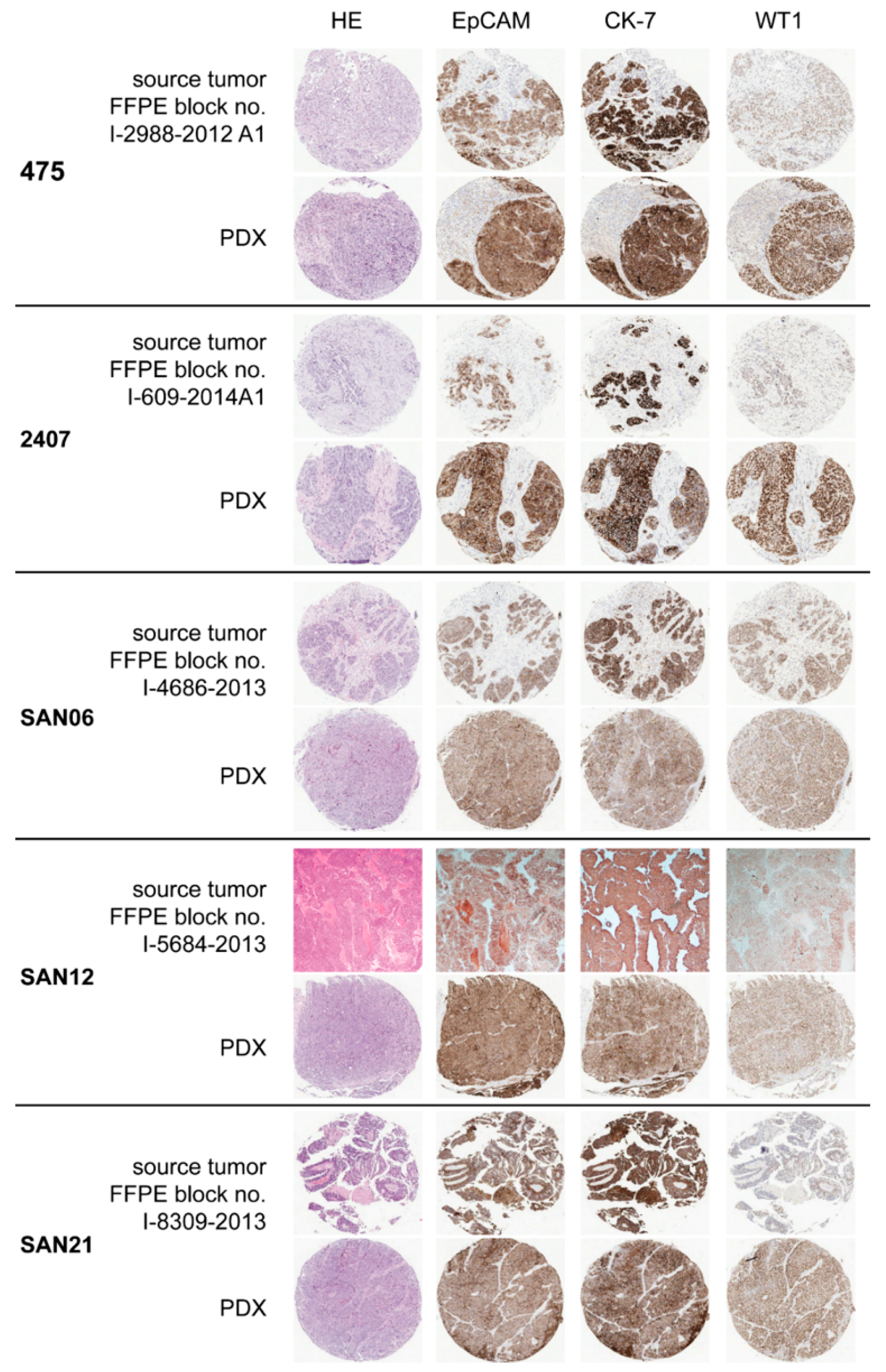 Cells 09 00442 g001 Cells 09 00442 g001
