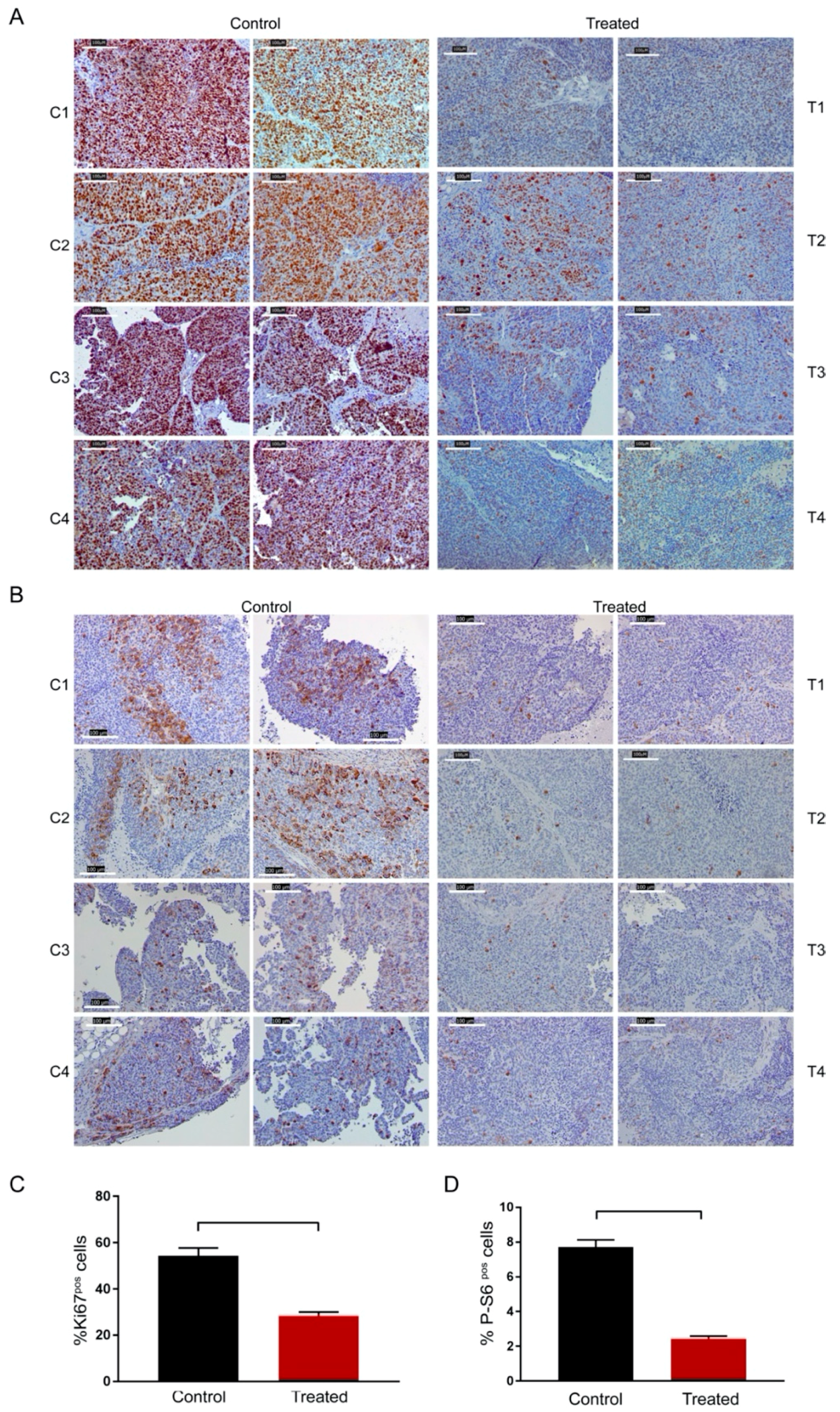 Cells 09 00442 g007 Cells 09 00442 g007