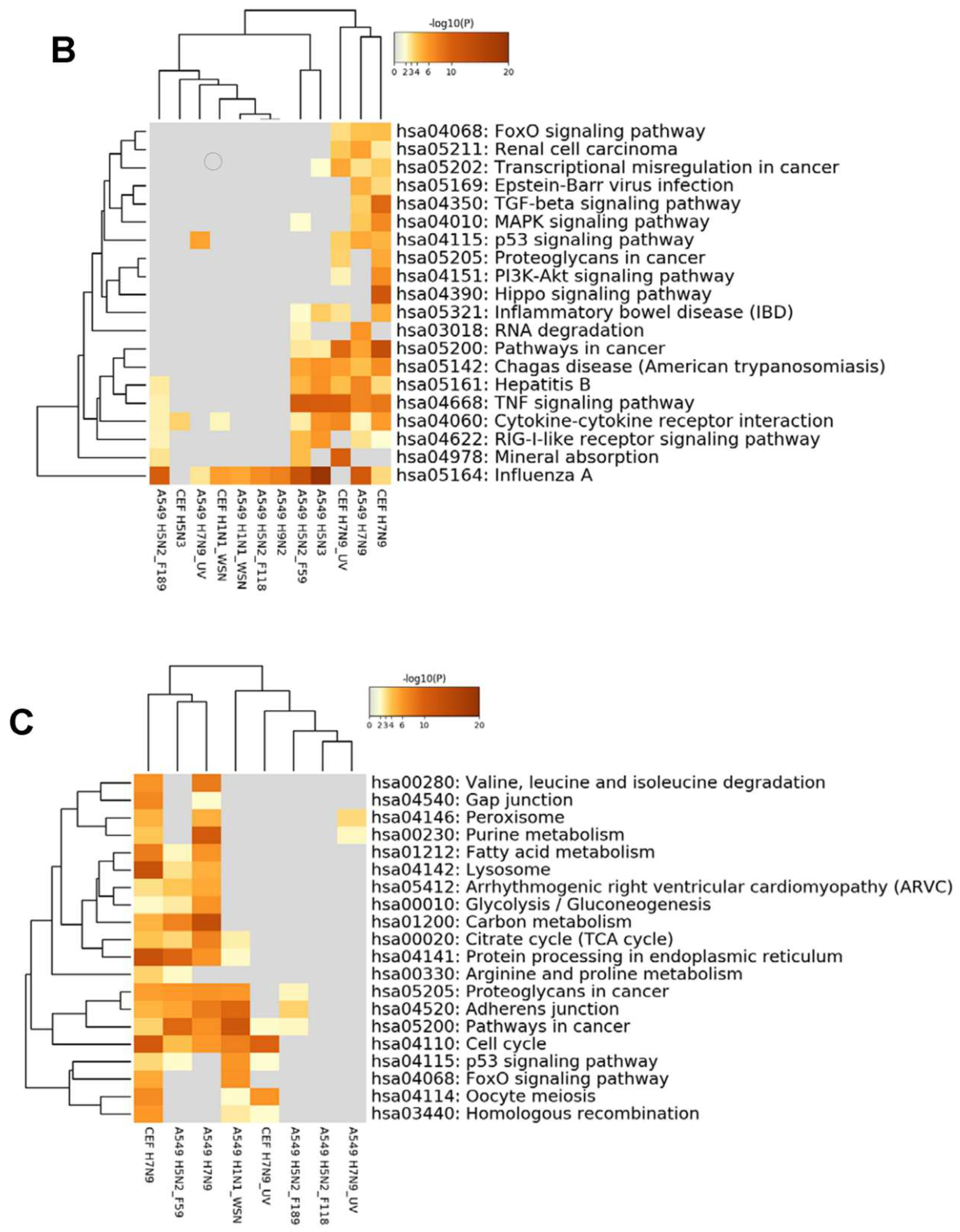 Cells 09 00448 g006b