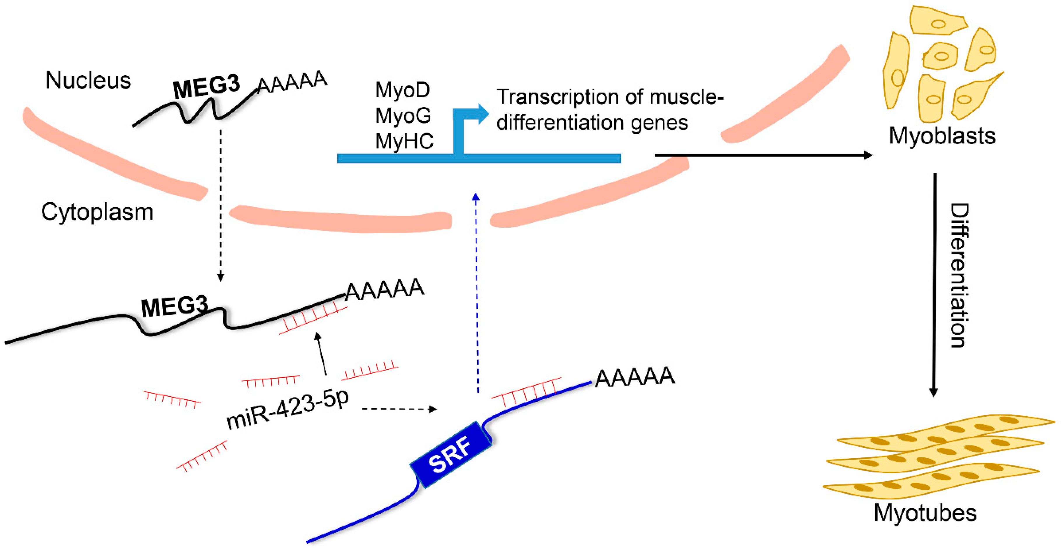 Cells 09 00449 g007 Cells 09 00449 g007