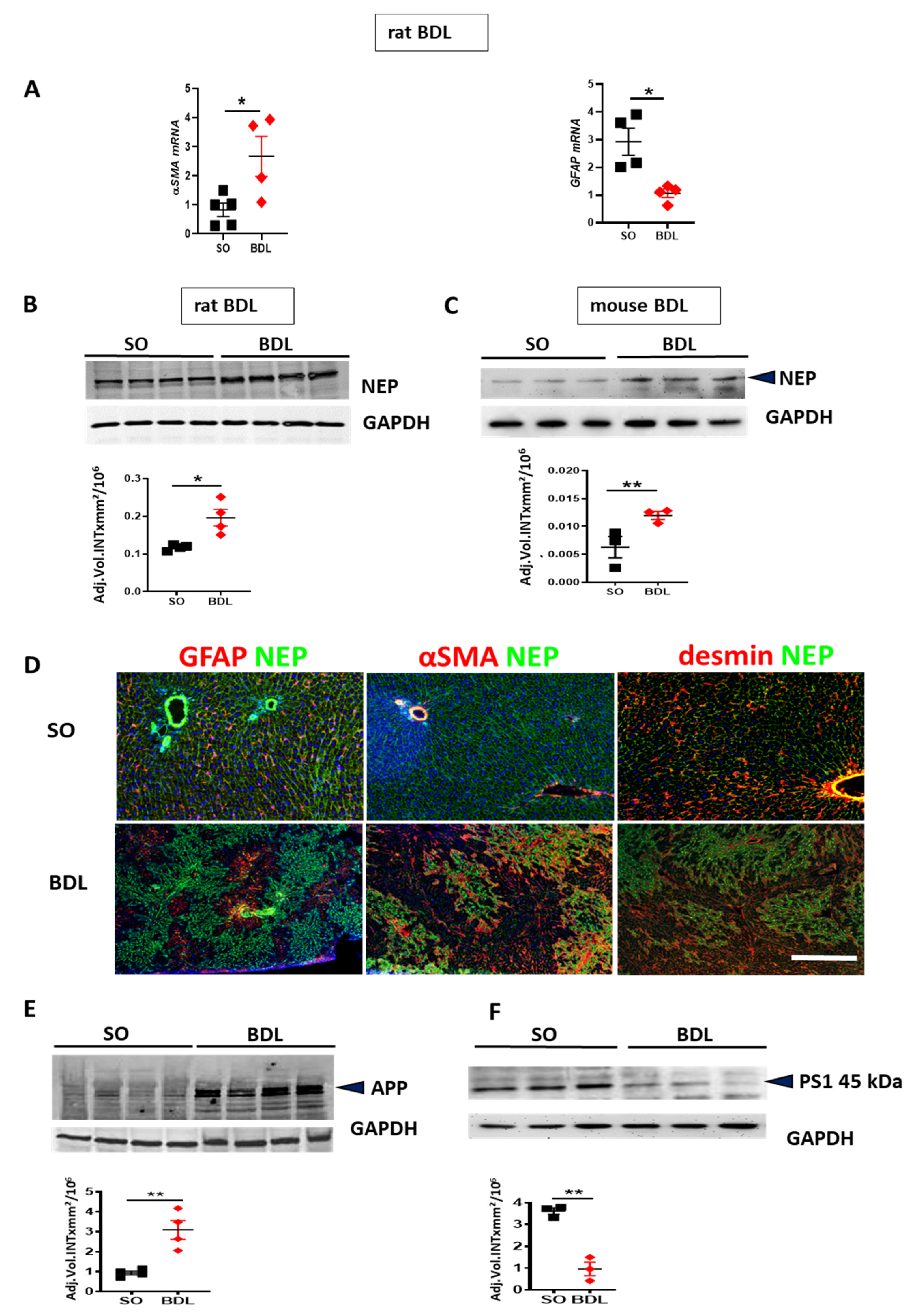 Cells 09 00452 g004 Cells 09 00452 g004