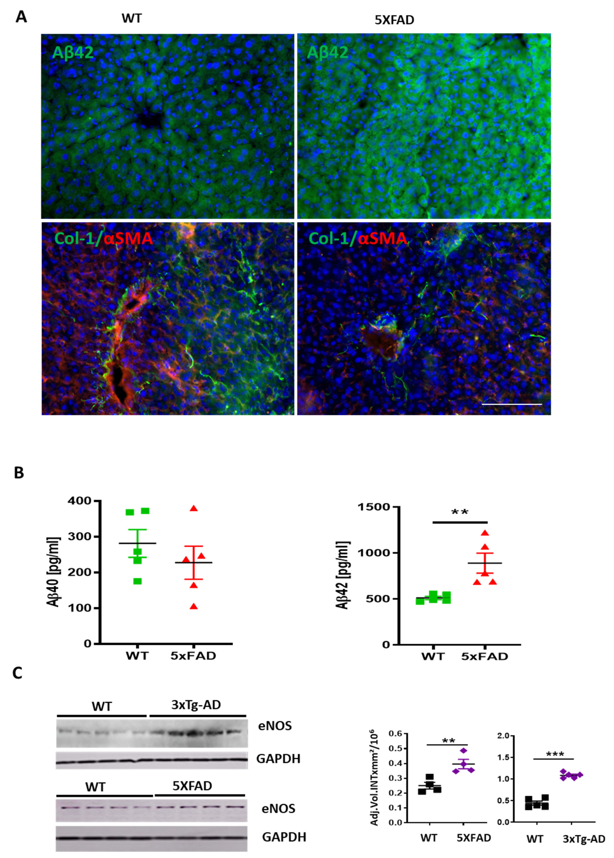 Cells 09 00452 g007 Cells 09 00452 g007