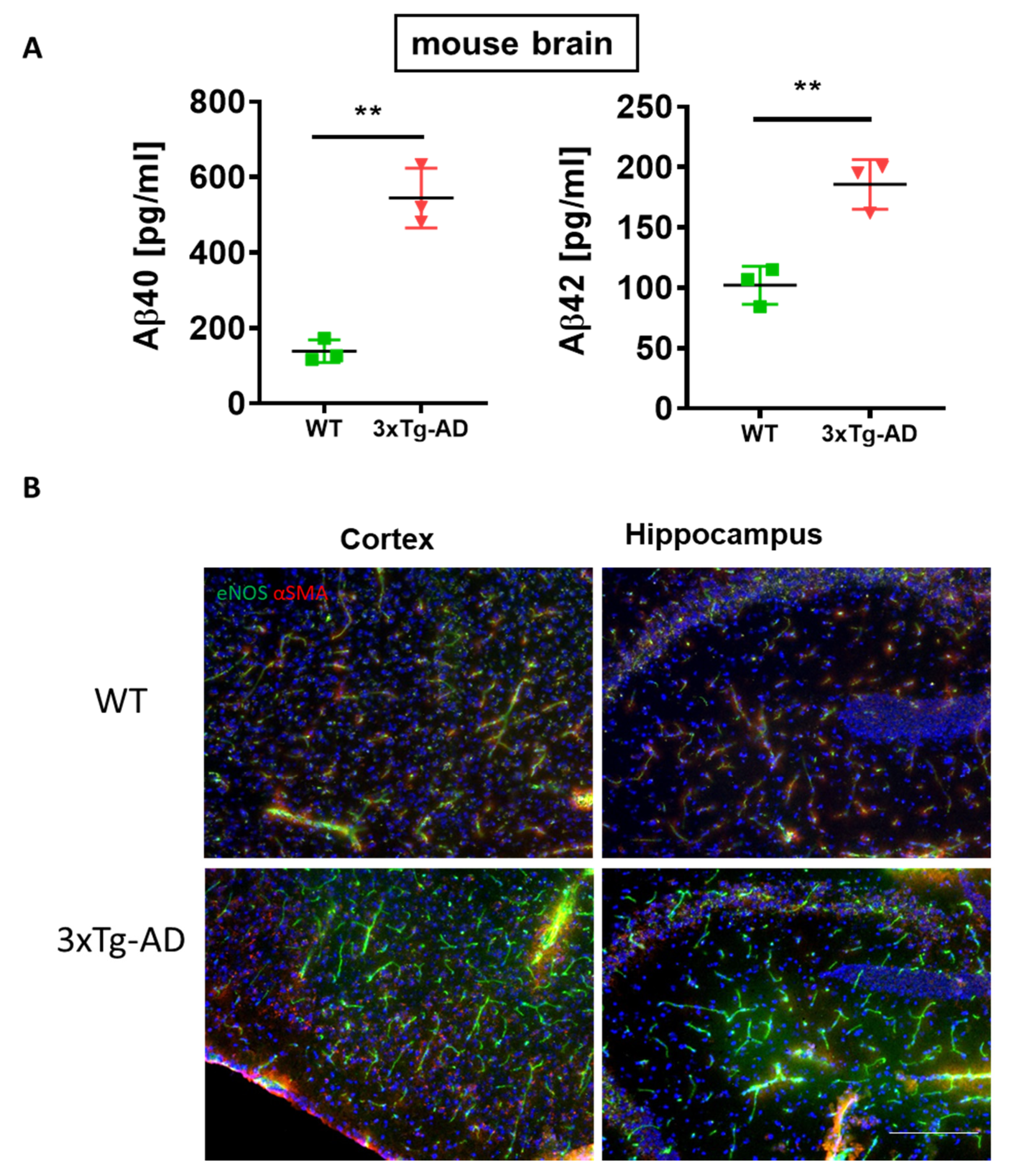 Cells 09 00452 g008 Cells 09 00452 g008