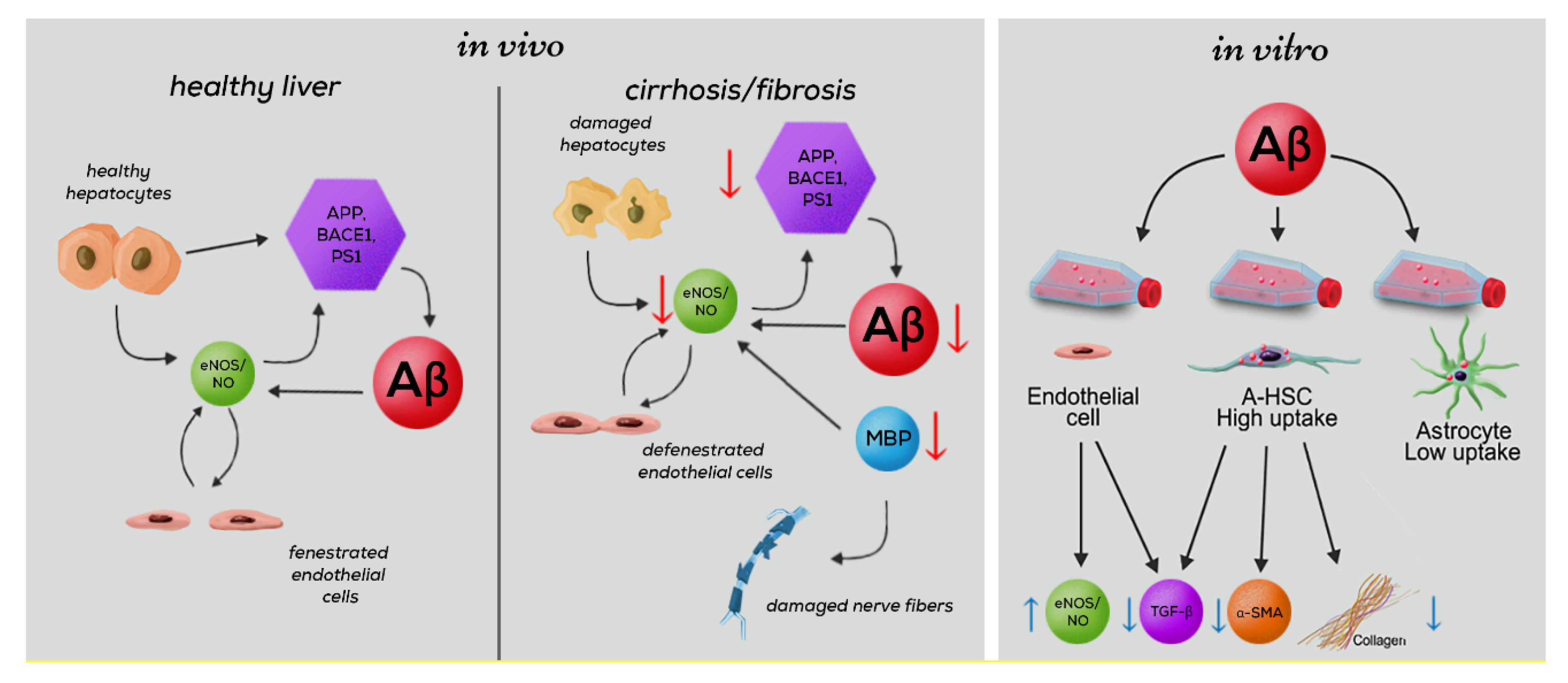 Cells 09 00452 g009 Cells 09 00452 g009