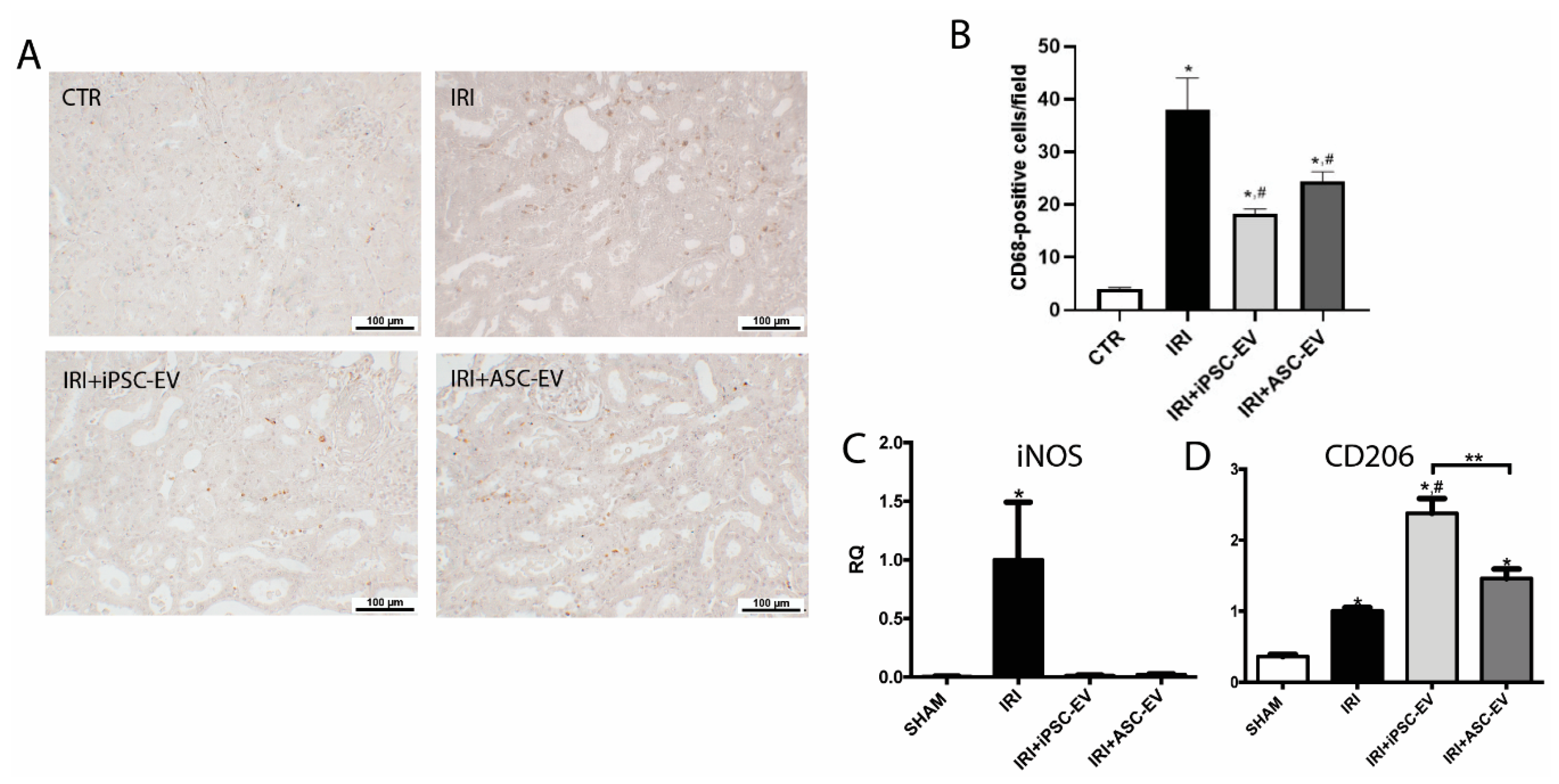 Cells 09 00453 g005 Cells 09 00453 g005