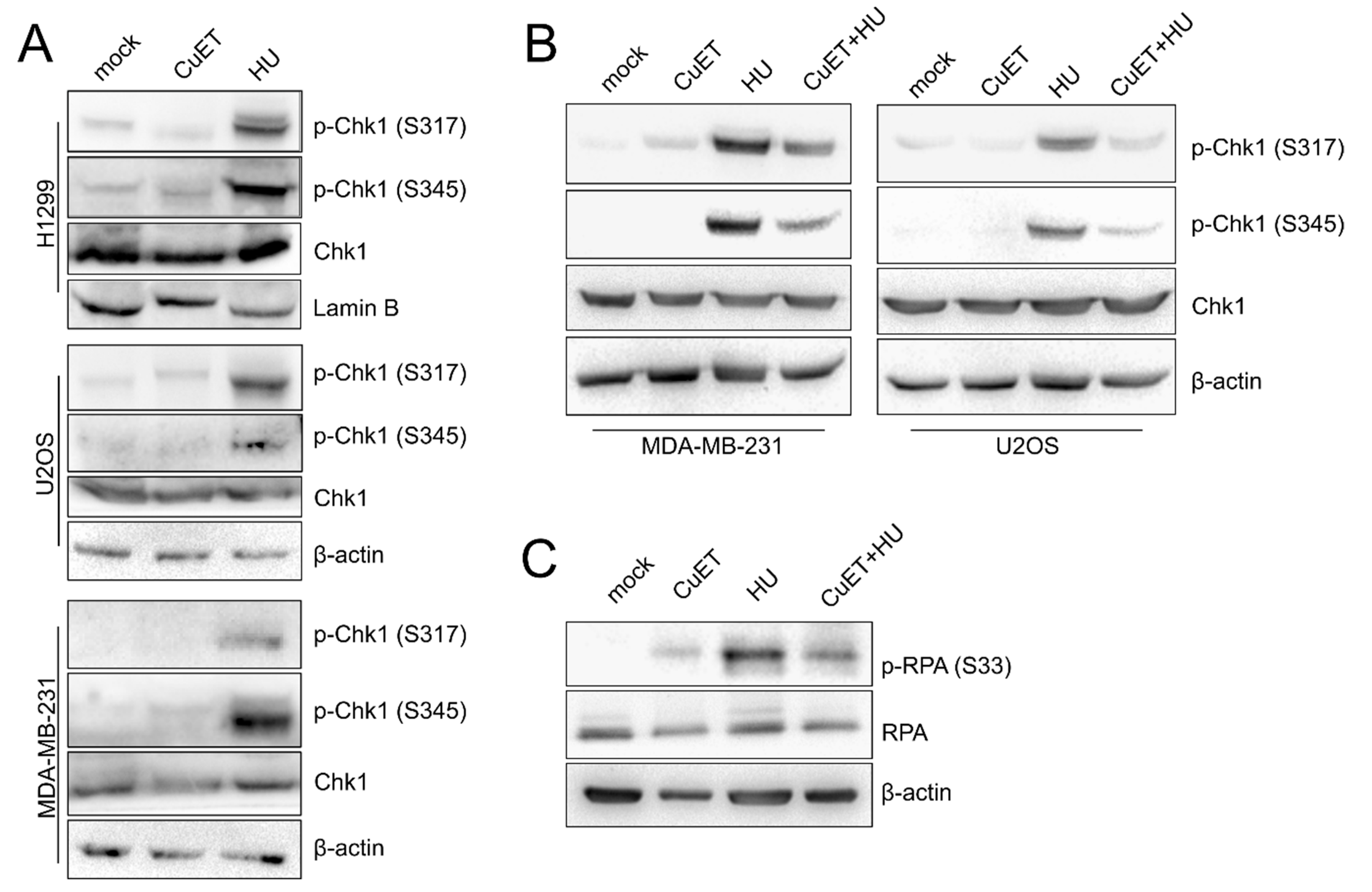 Cells 09 00469 g004 Cells 09 00469 g004