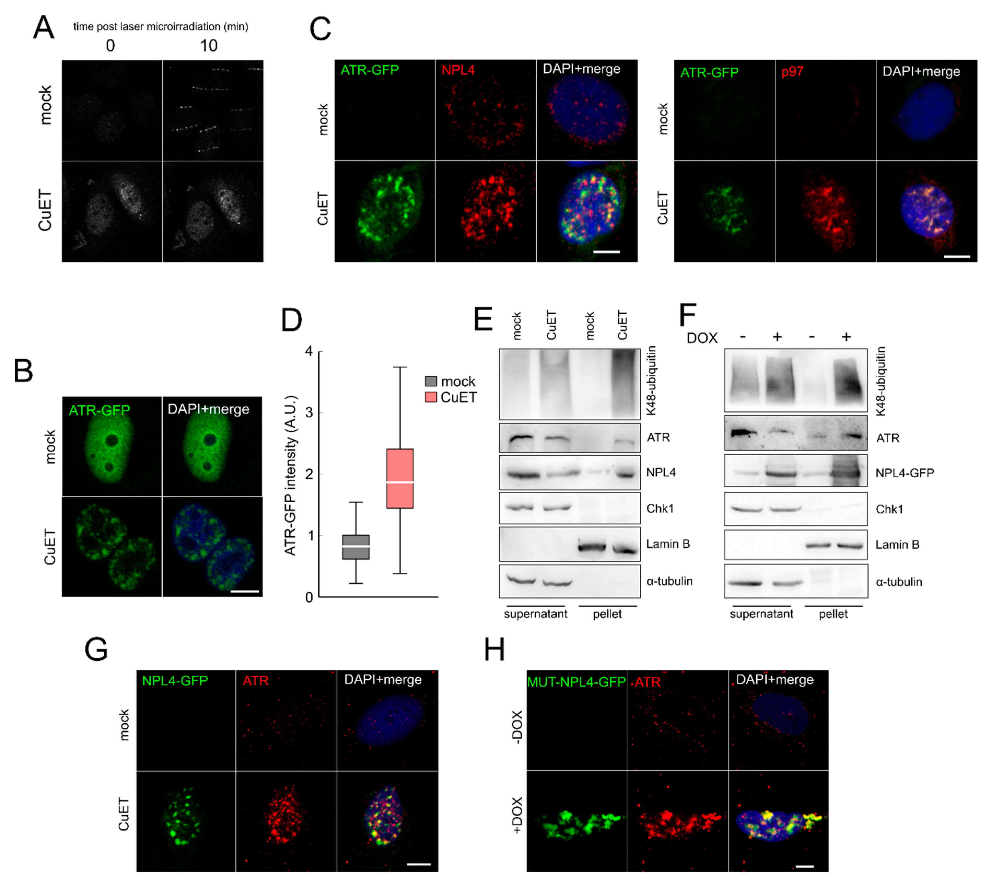 Cells 09 00469 g005 Cells 09 00469 g005