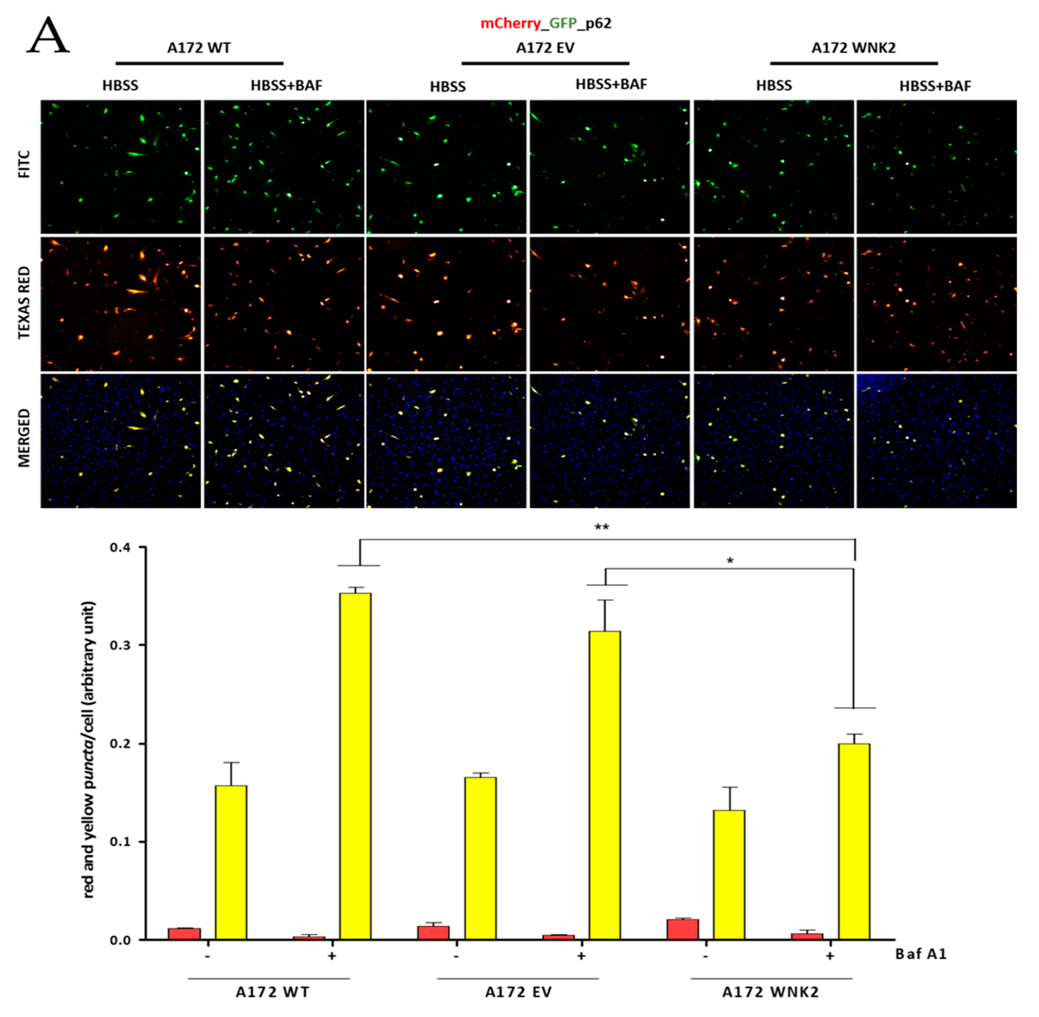 Cells 09 00485 g003a