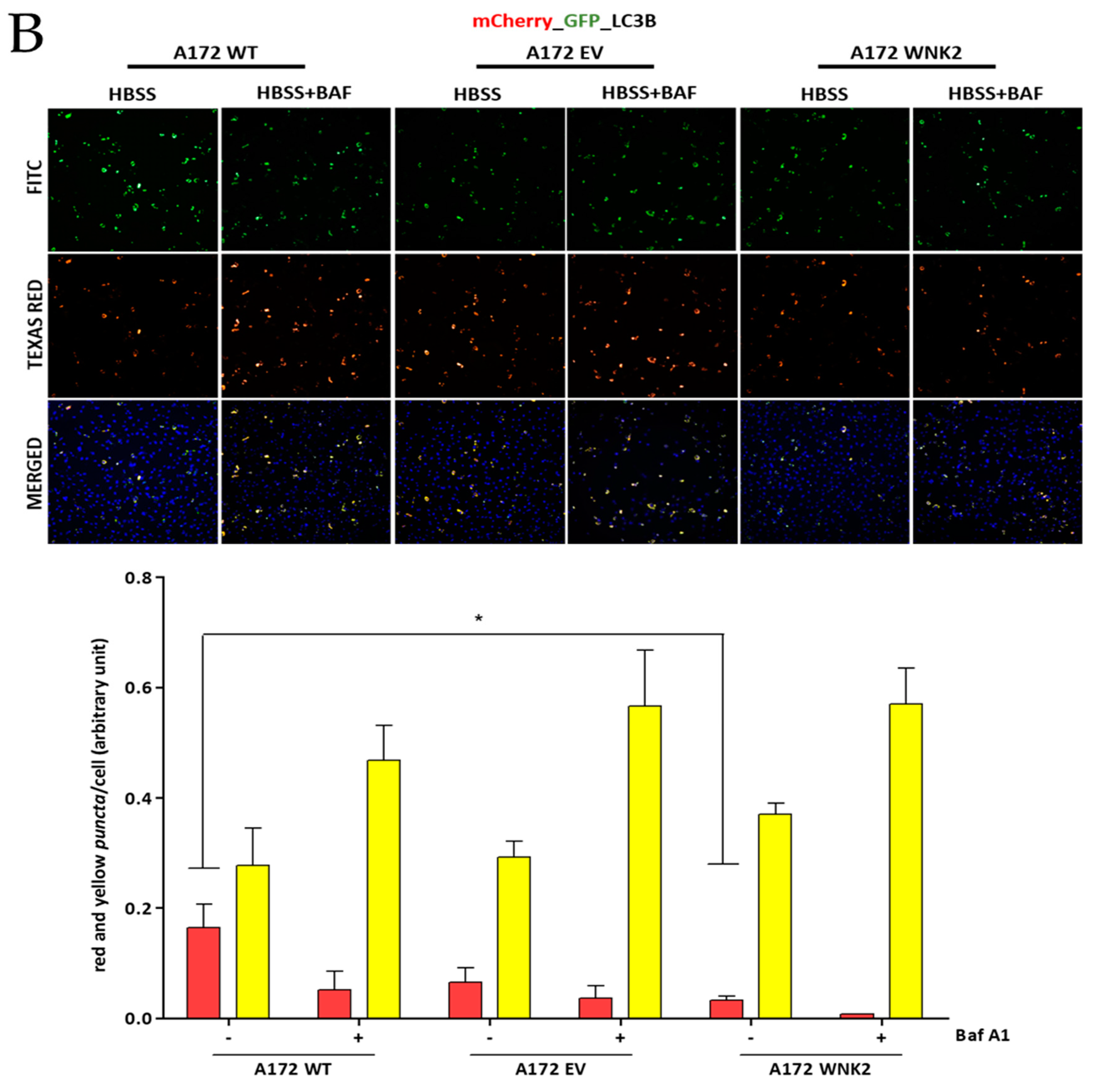 Cells 09 00485 g003b